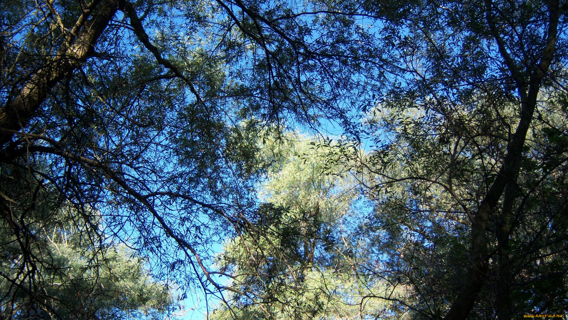 природа, деревья, ветви, листья