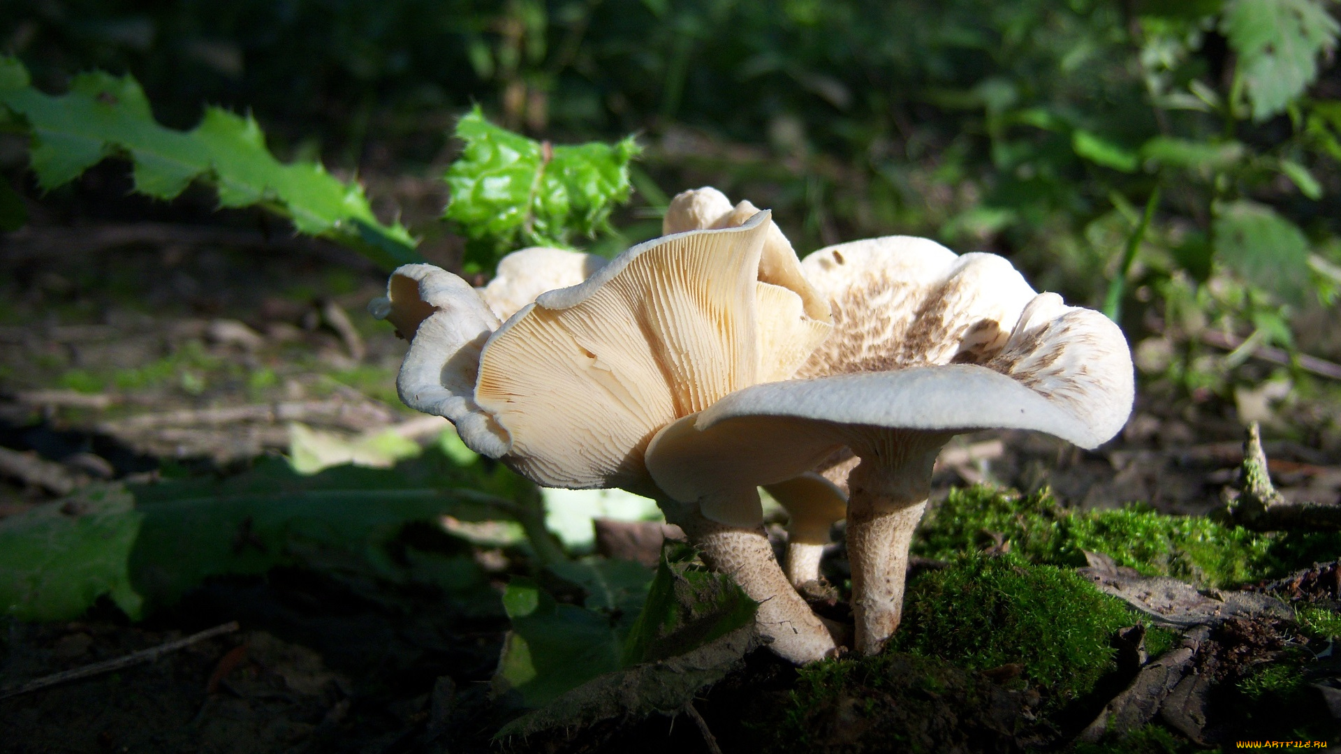 природа, грибы, бревно, пара, грибов
