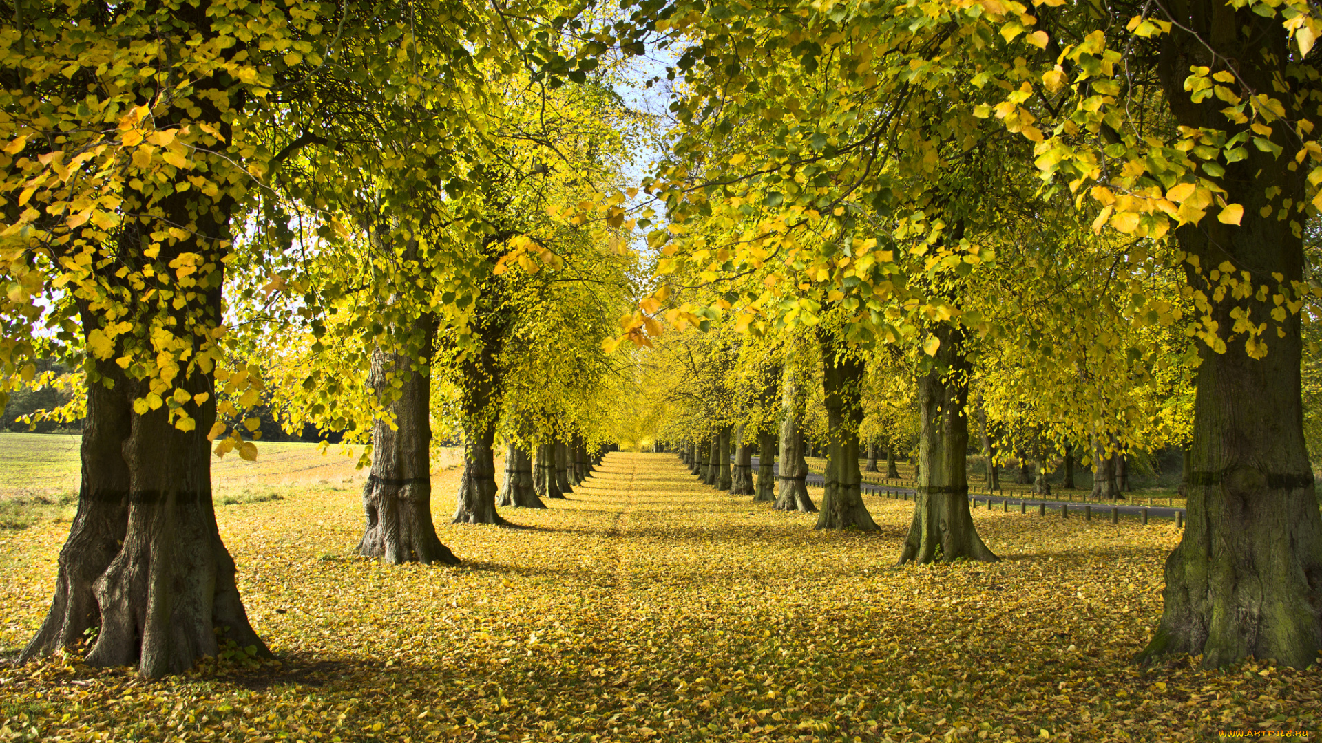 природа, парк, стволы, осень, аллея