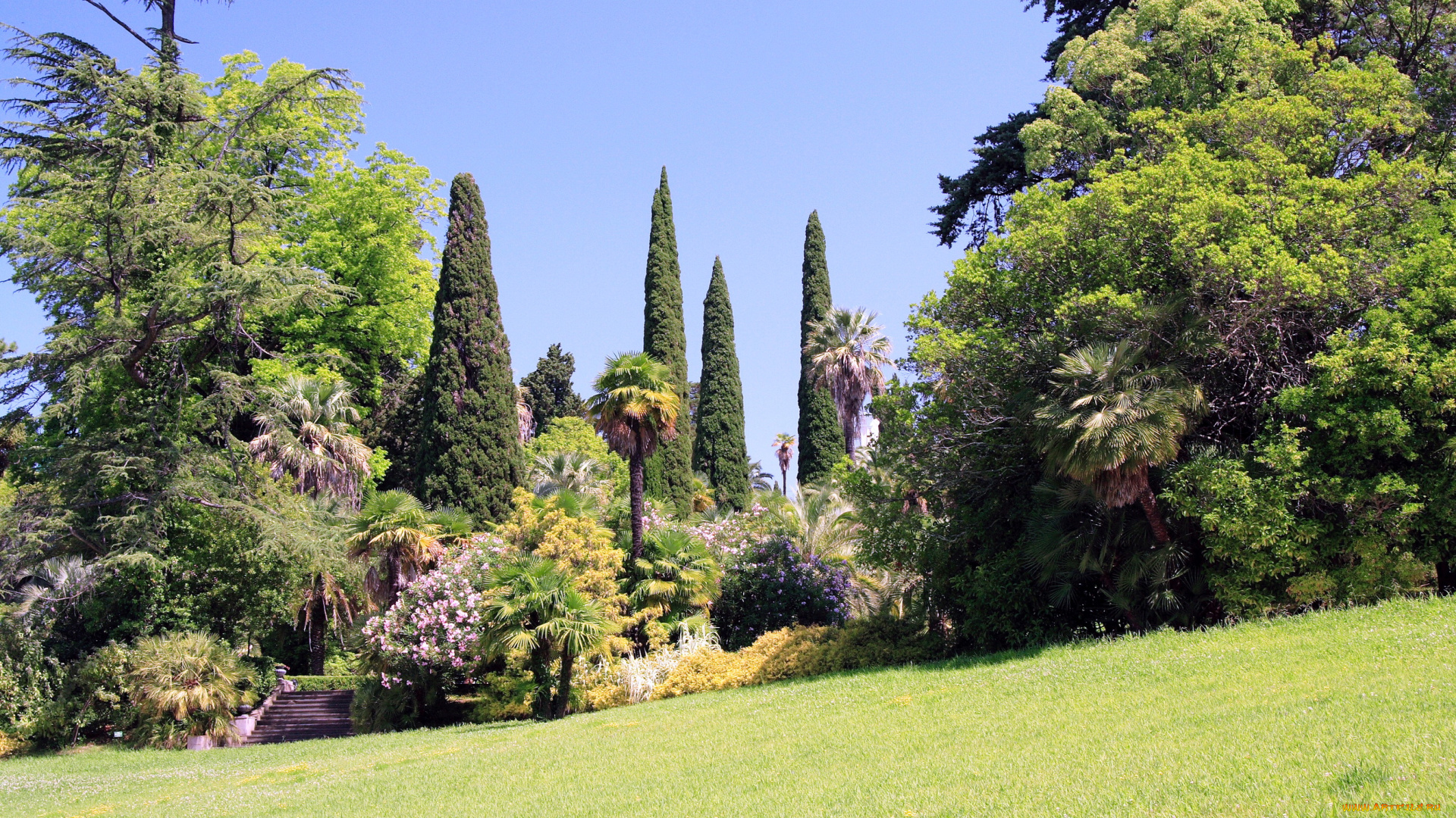 природа, парк, трава, деревья, пальмы, дендрарий