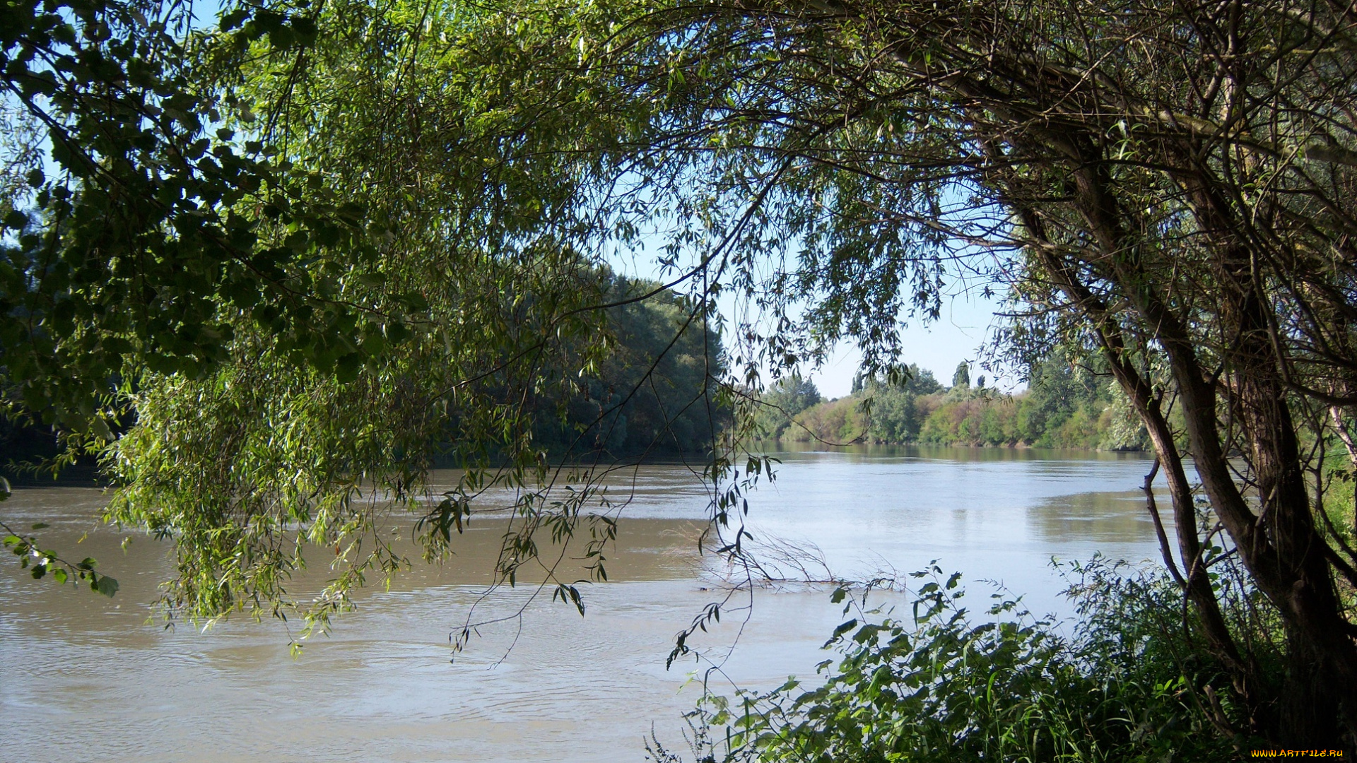 природа, реки, озера, река, ветви, листья