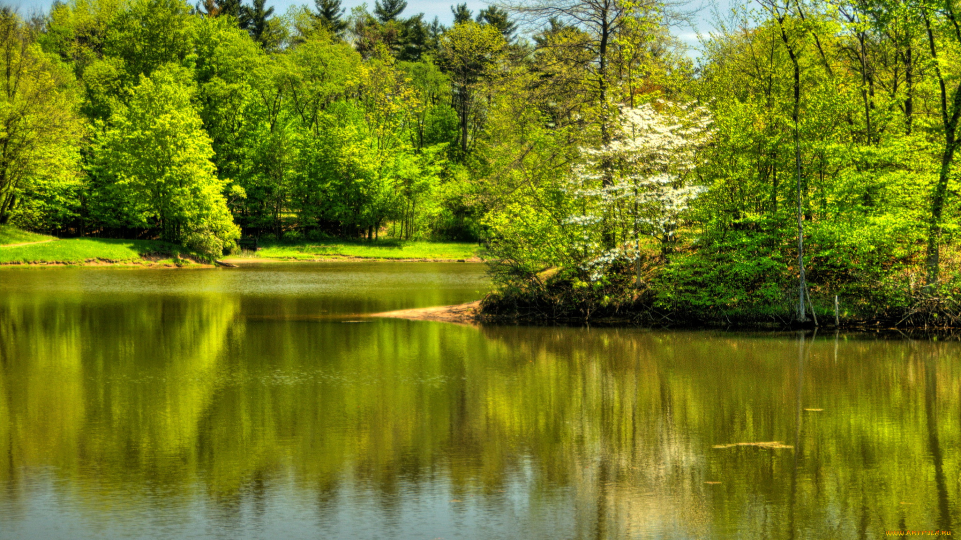 randall, , огайо, сша, природа, реки, озера, река, лес, лето