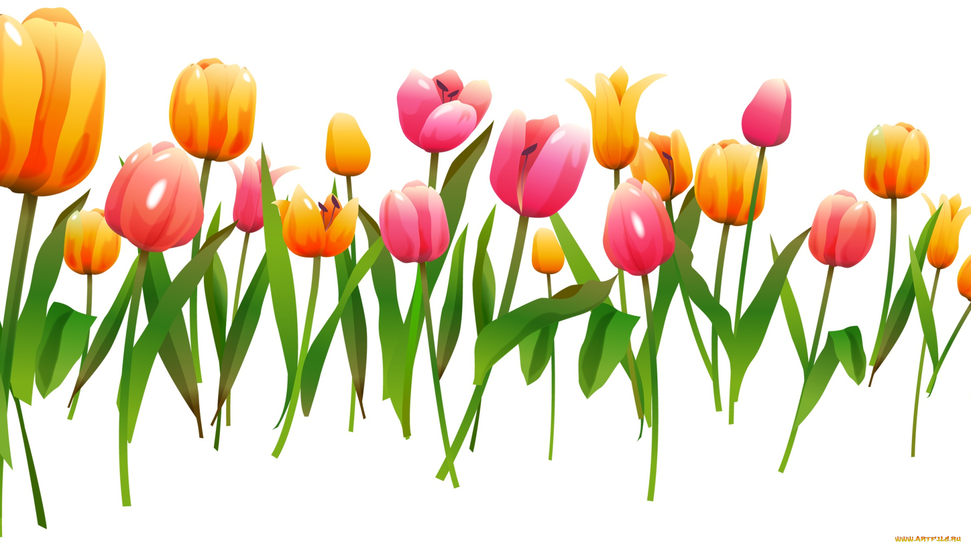 векторная, графика, тюльпаны