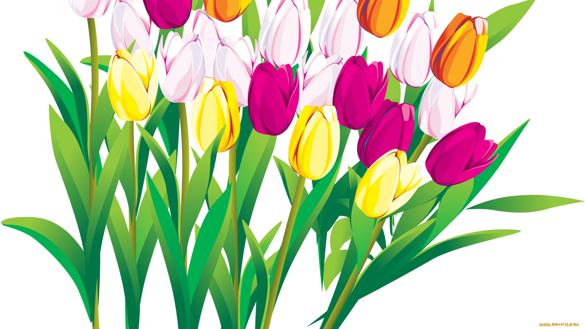 векторная, графика, тюльпаны