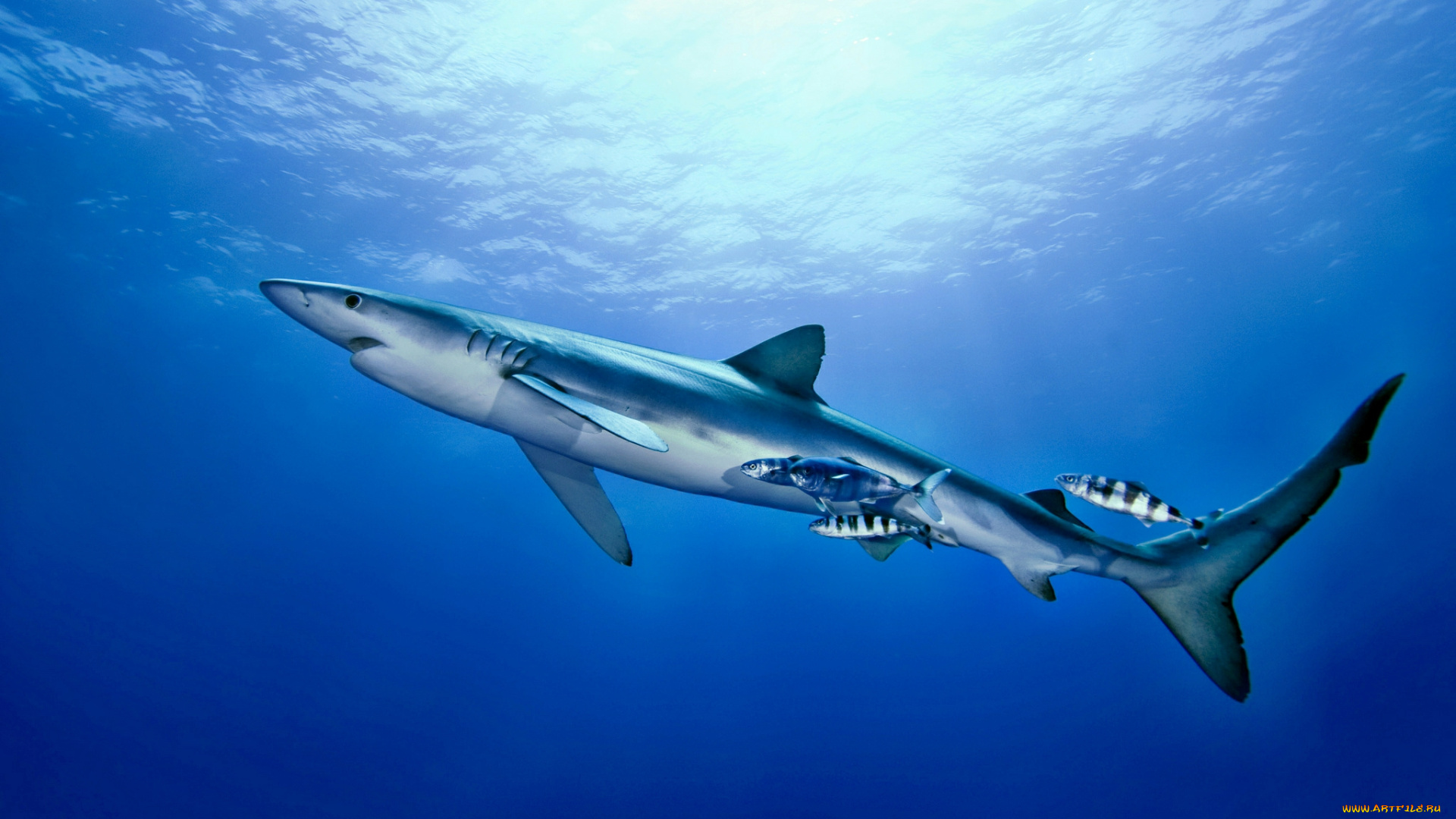 животные, акулы, акула, глубина, океан
