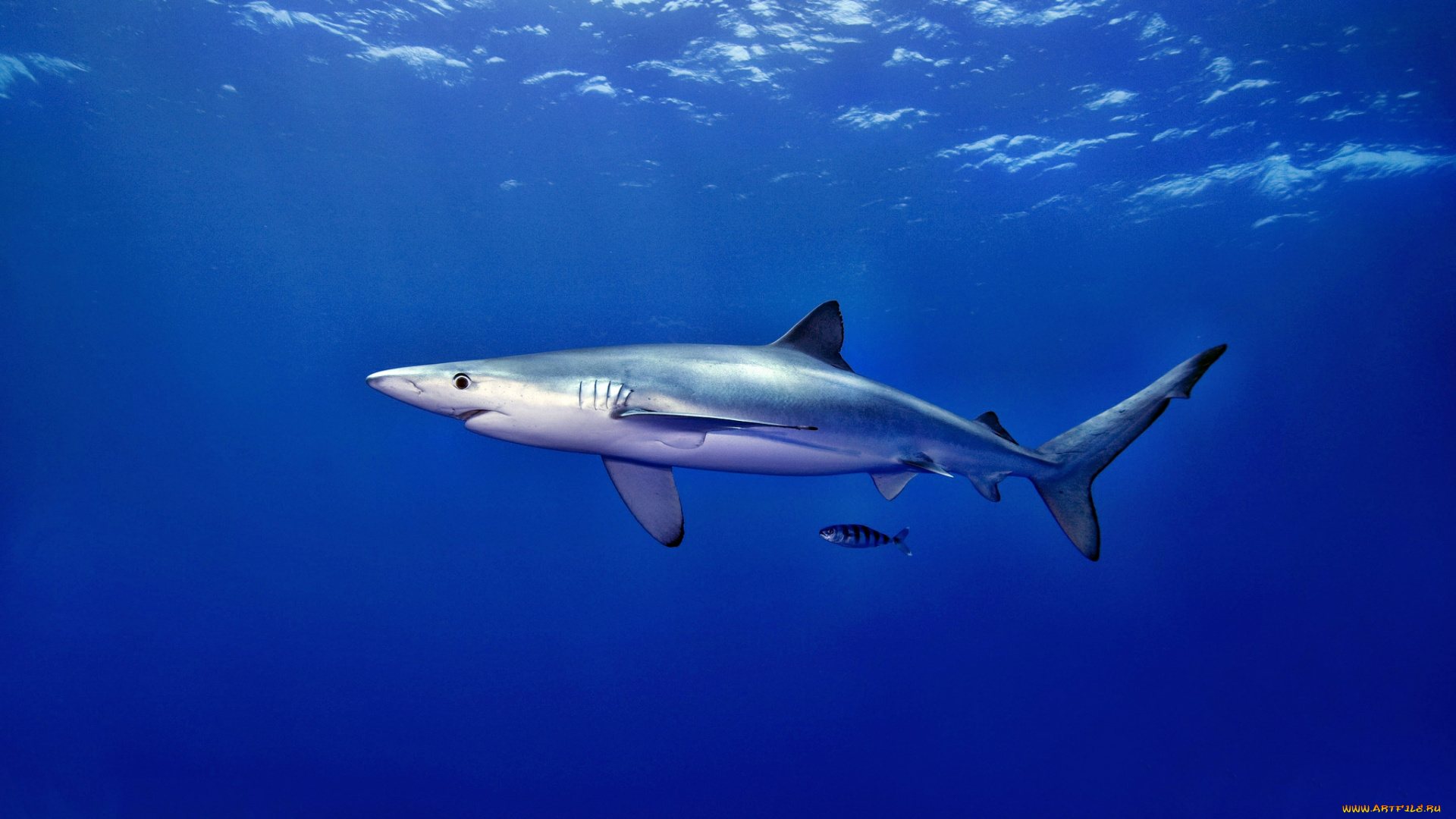 животные, акулы, акула, глубина, океан