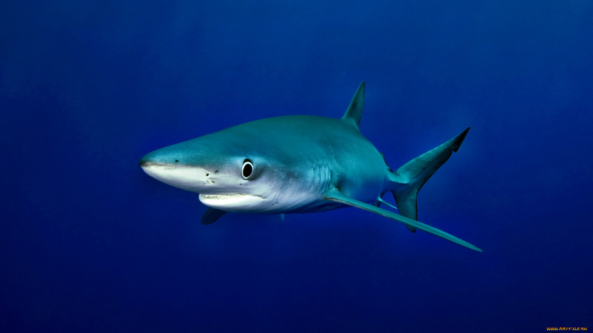 животные, акулы, акула, глубина, океан