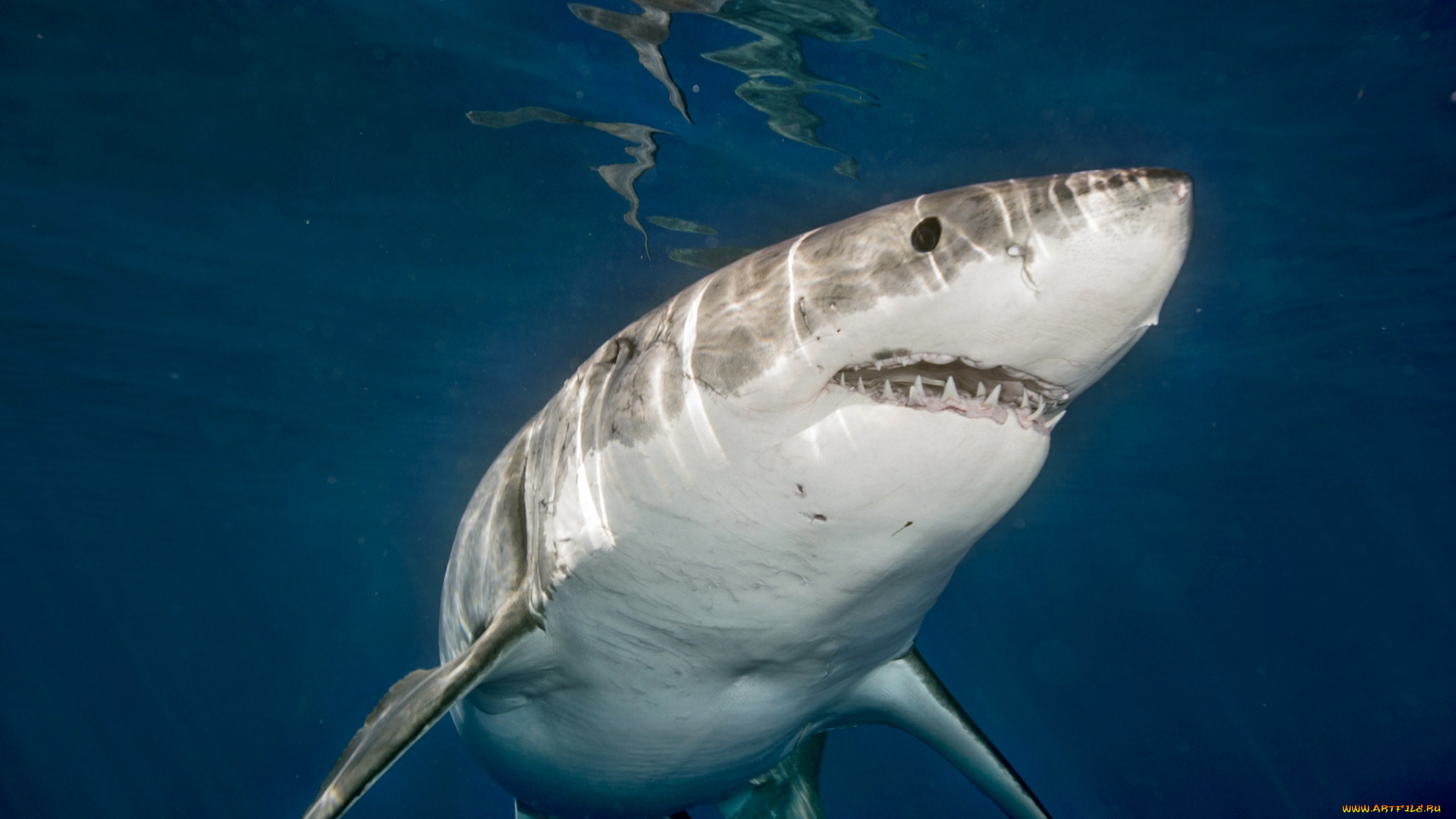животные, акулы, океан, глубина, акула