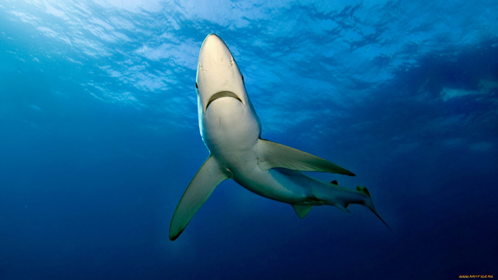 животные, акулы, океан, глубина, акула
