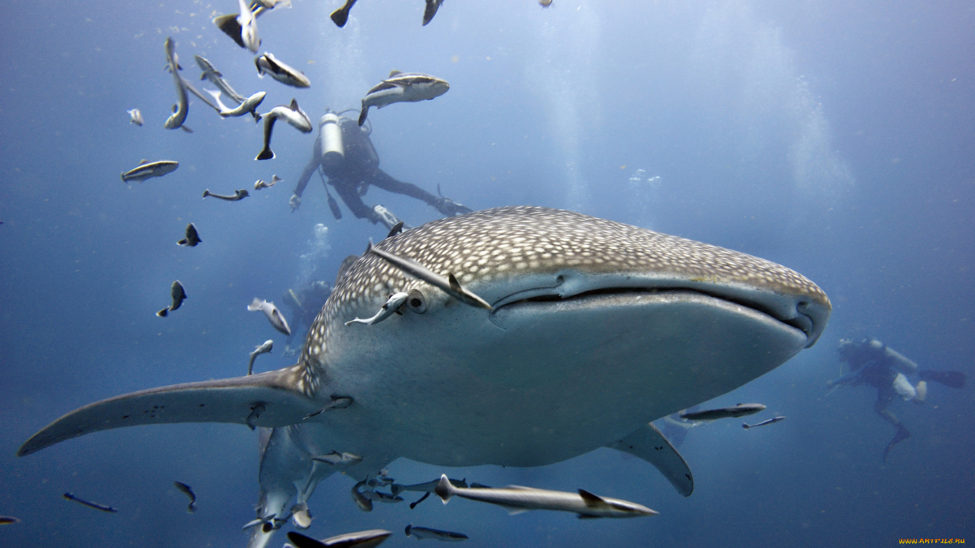 животные, акулы, океан, глубина, акула