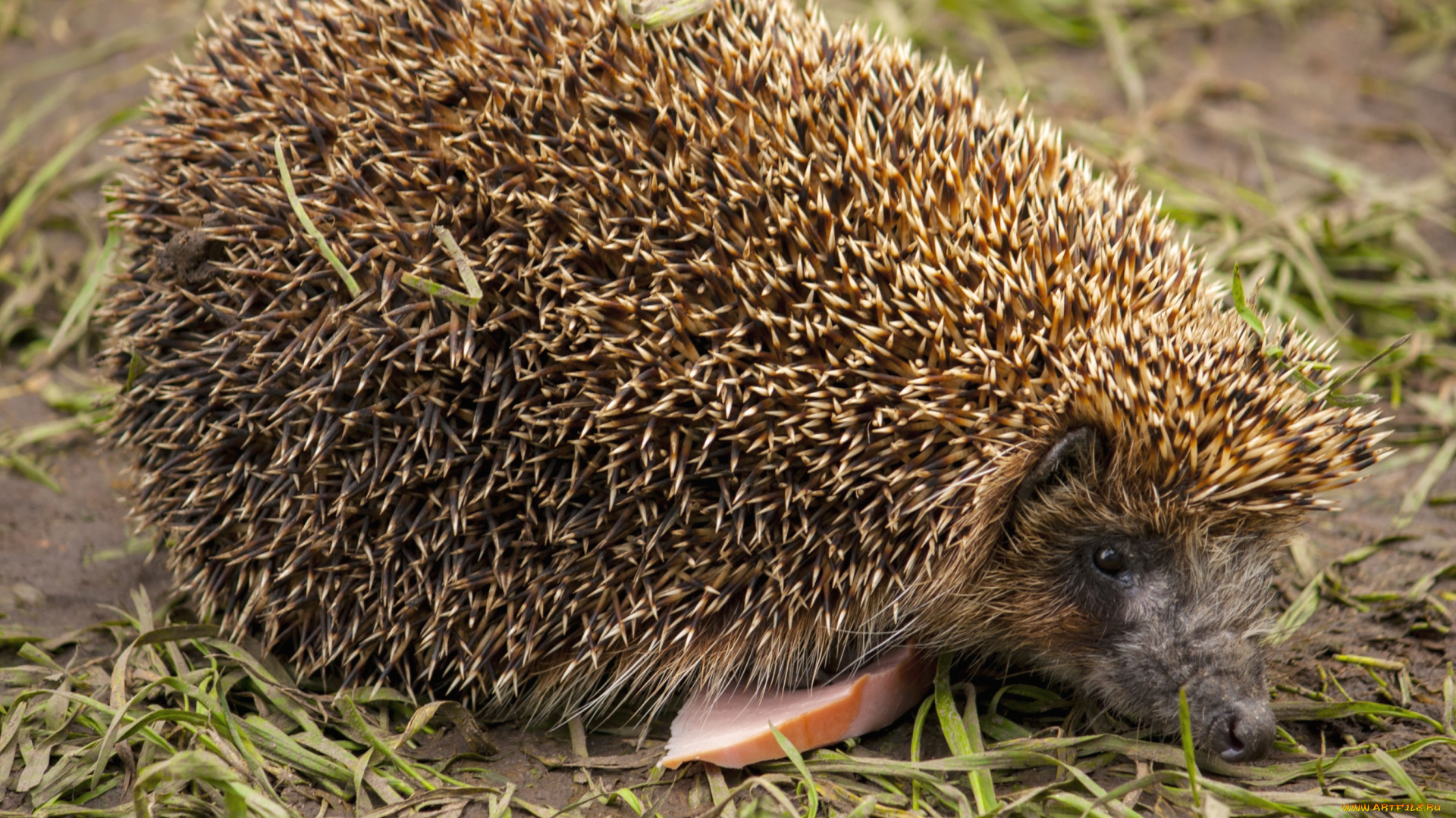 животные, ежи, колючки