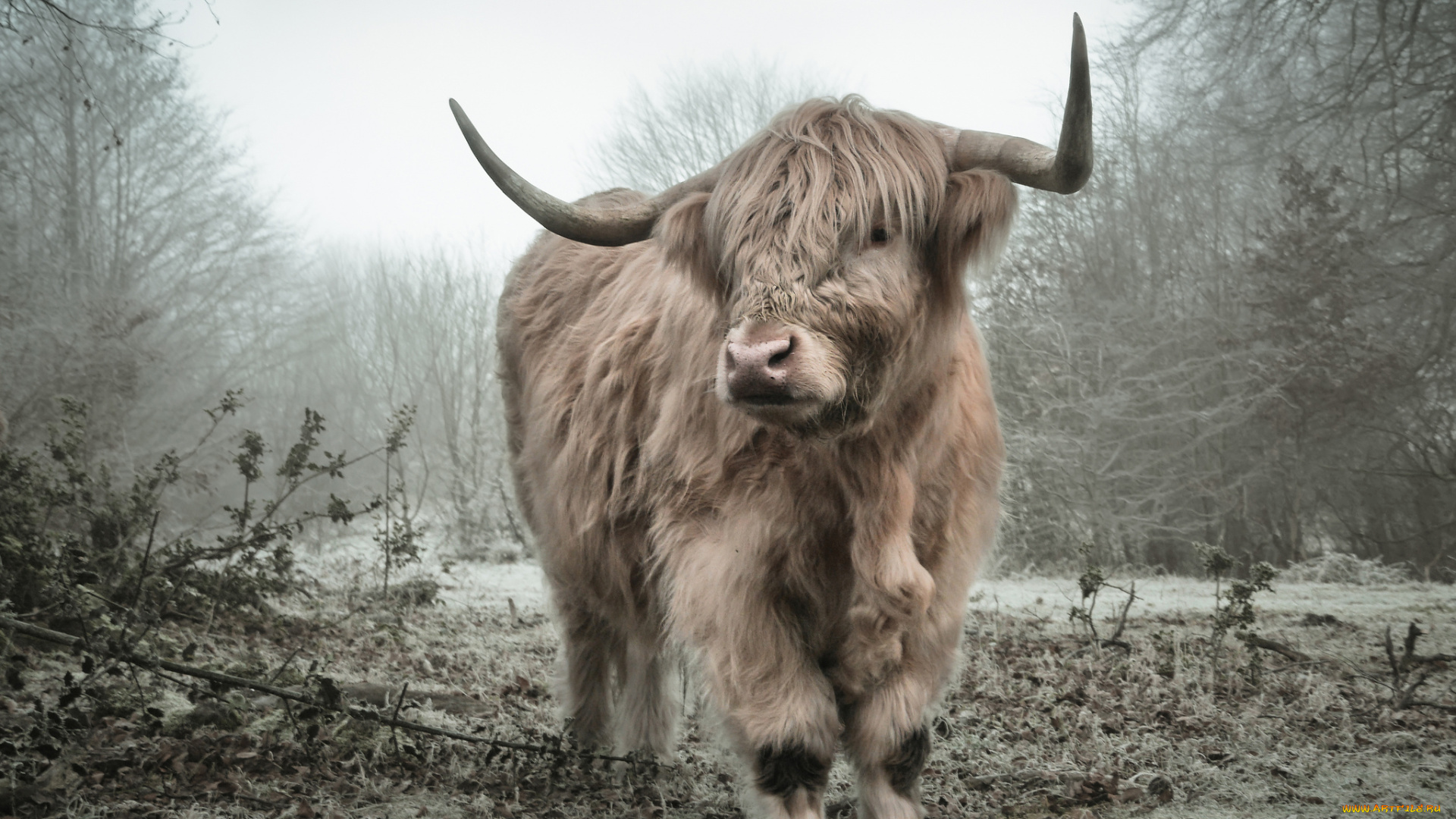 животные, коровы, , буйволы, поляна, бык