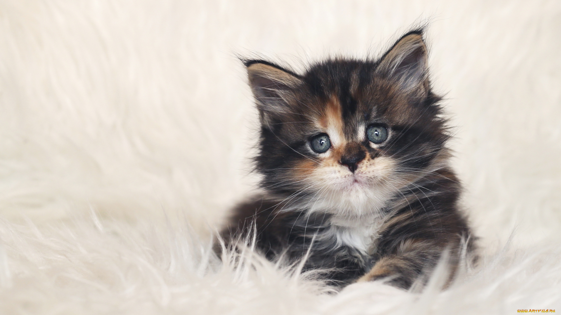 животные, коты, котейка