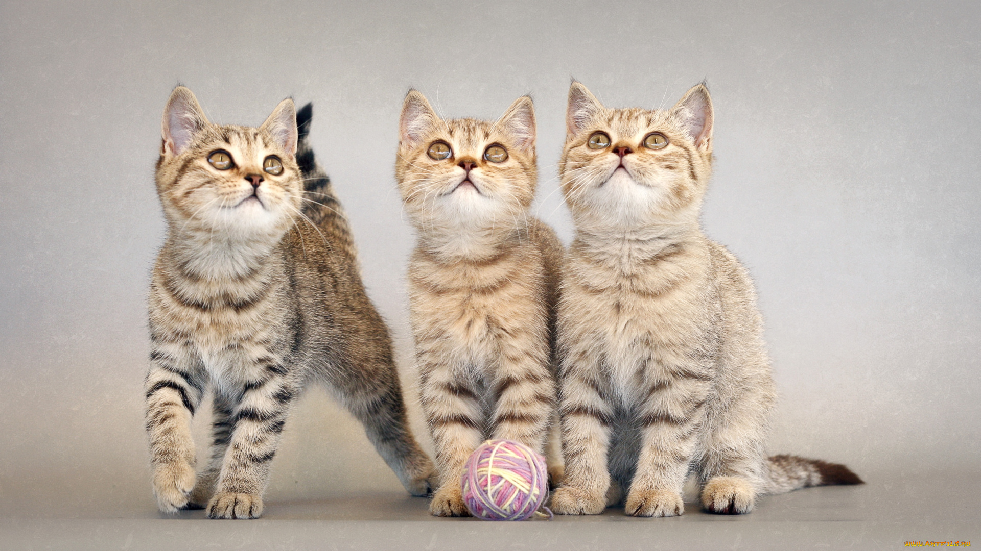 животные, коты, трио