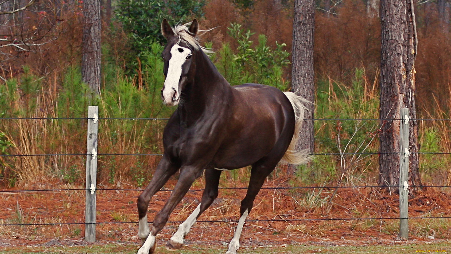 животные, лошади, вольер, лошадь