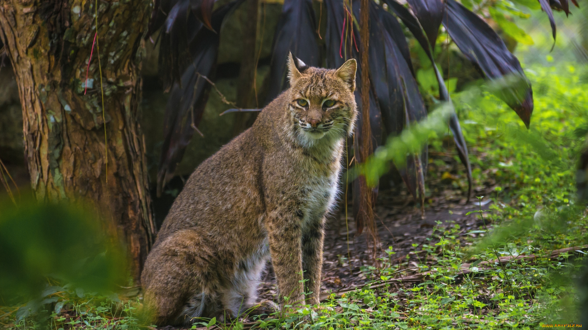 животные, рыси, кошка