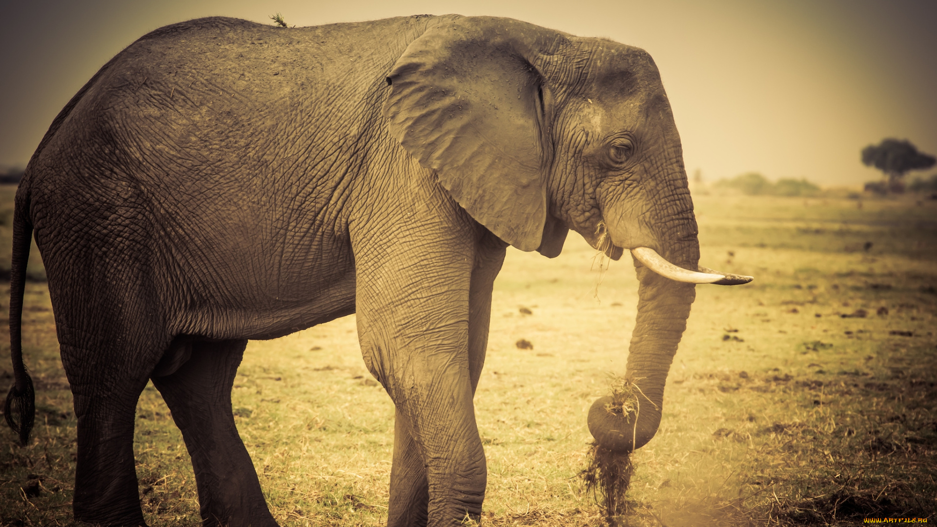 животные, слоны, саванна, слон