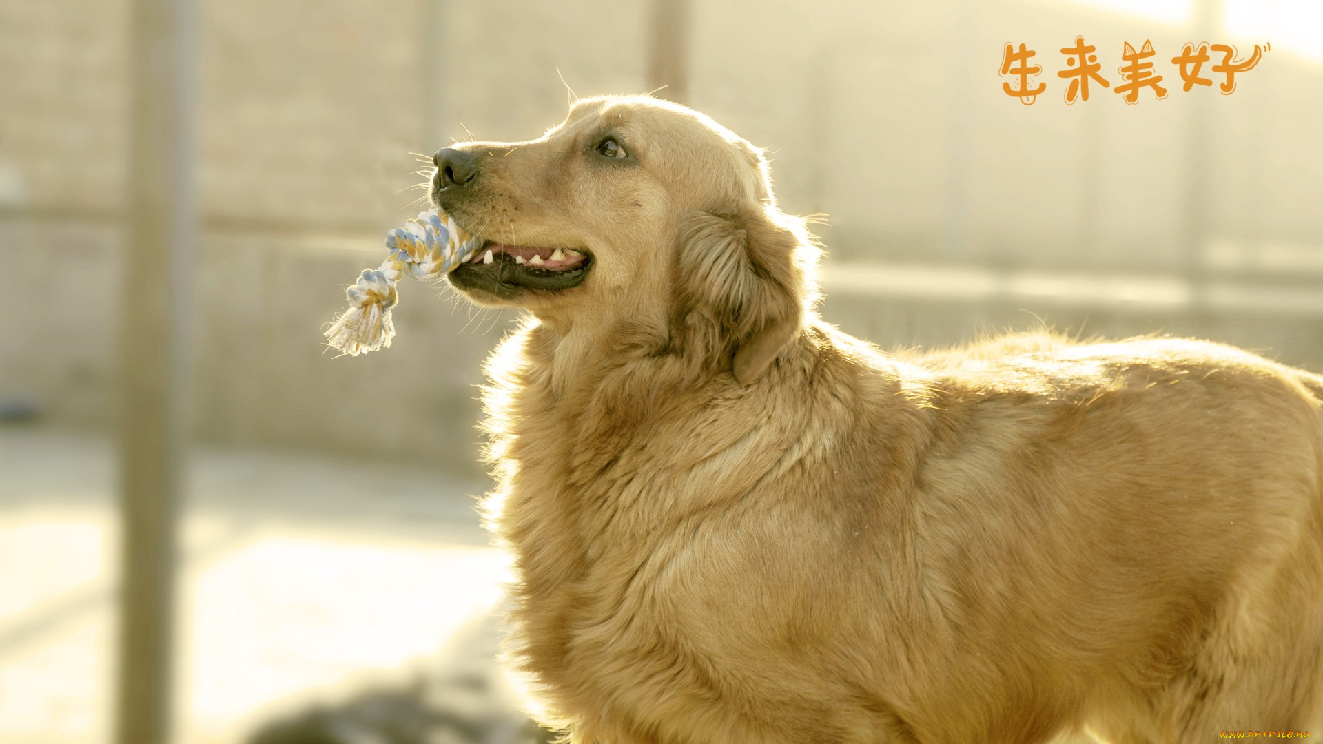 животные, собаки, белая, морда, лохматая, собака