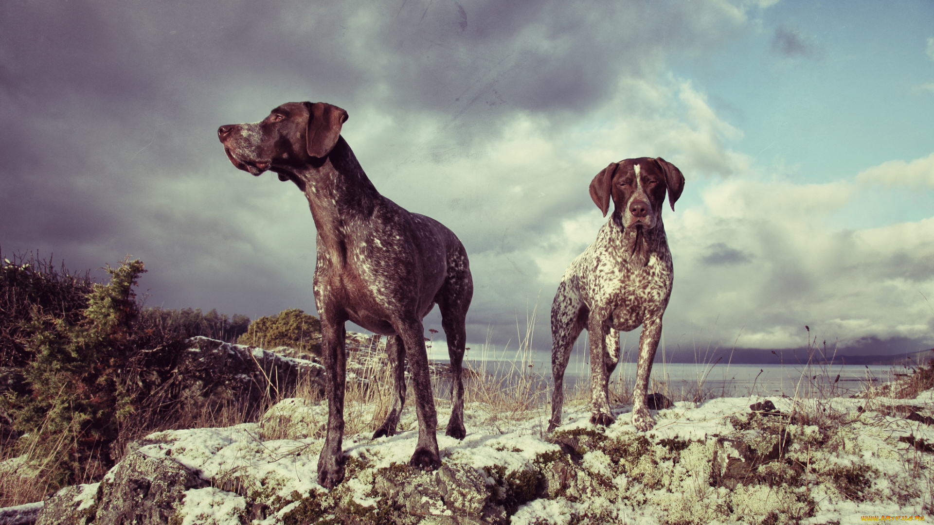 животные, собаки, две