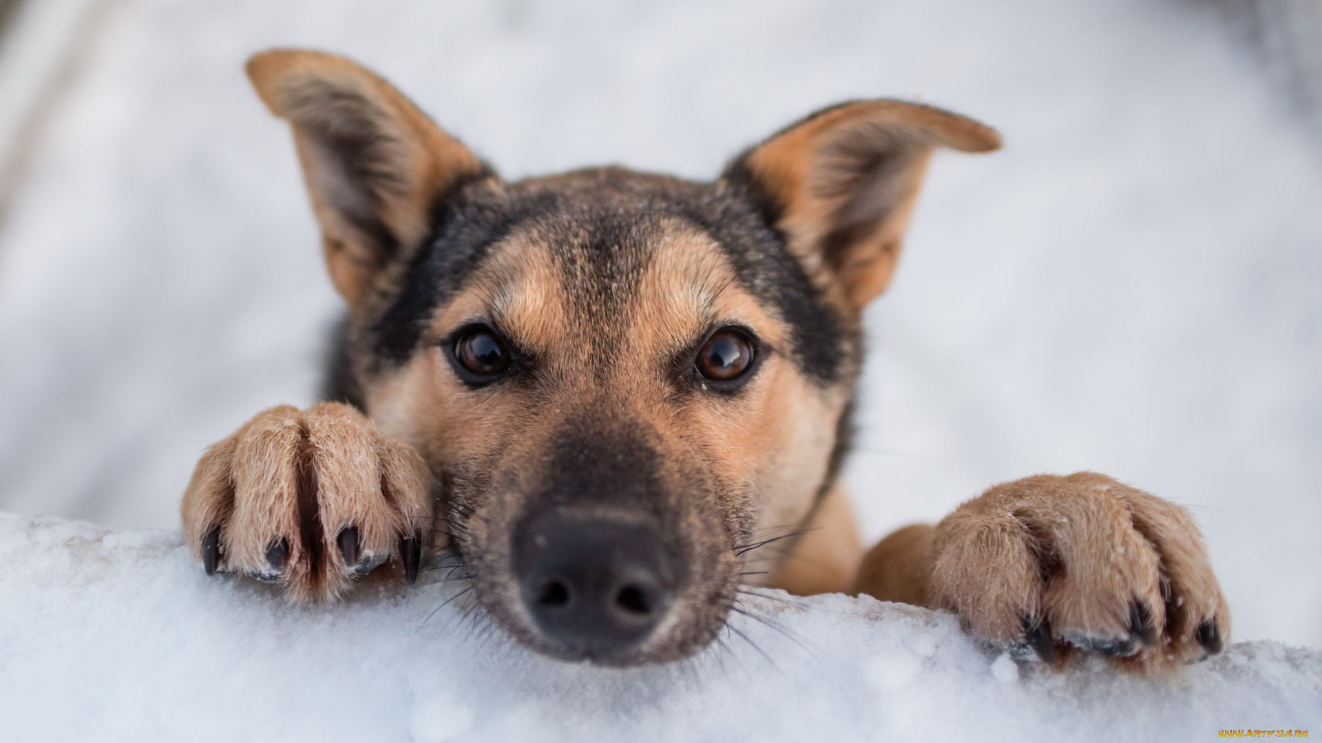 животные, собаки, engholm, husky, lodge, norway