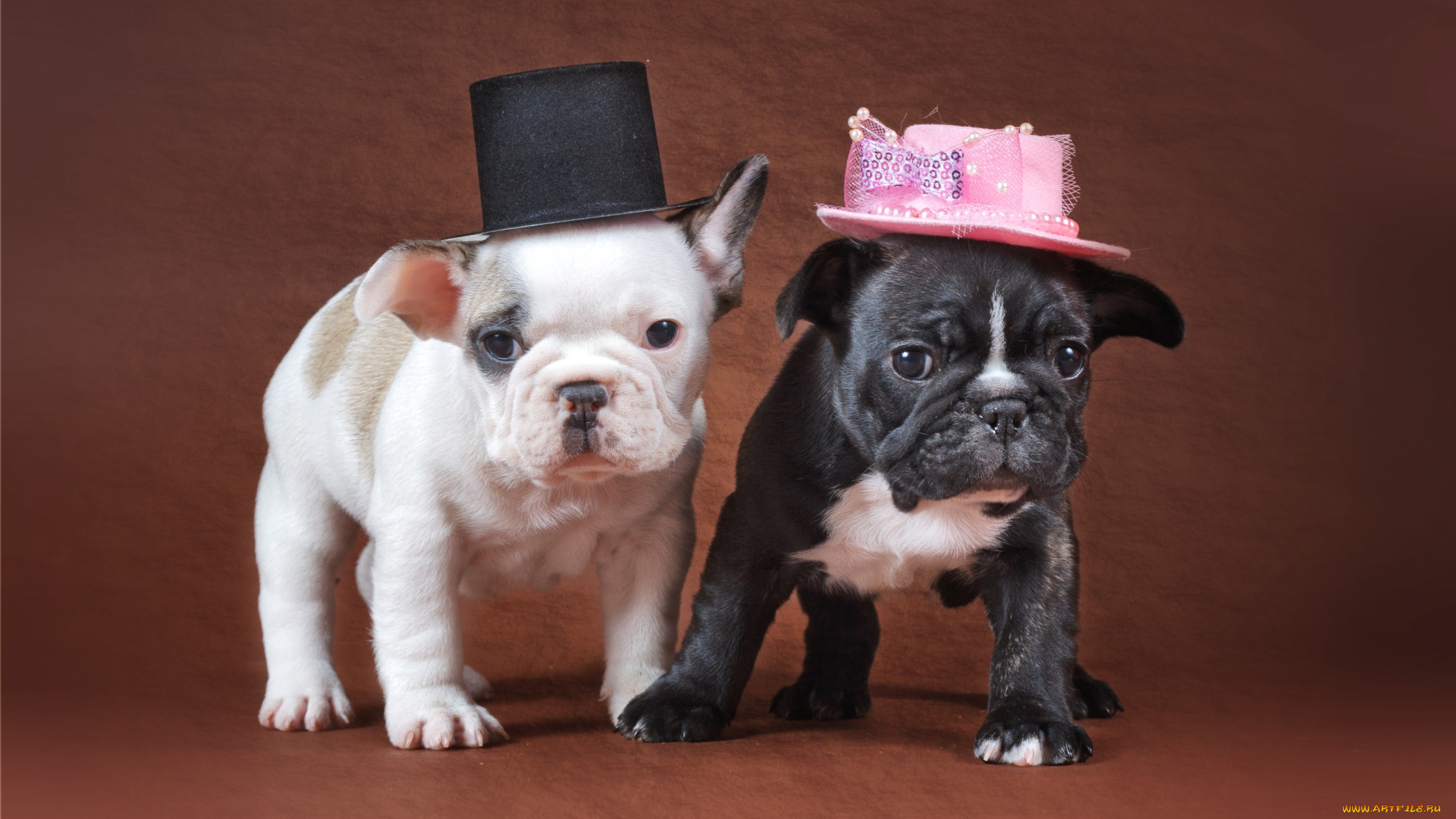 животные, собаки, щенки