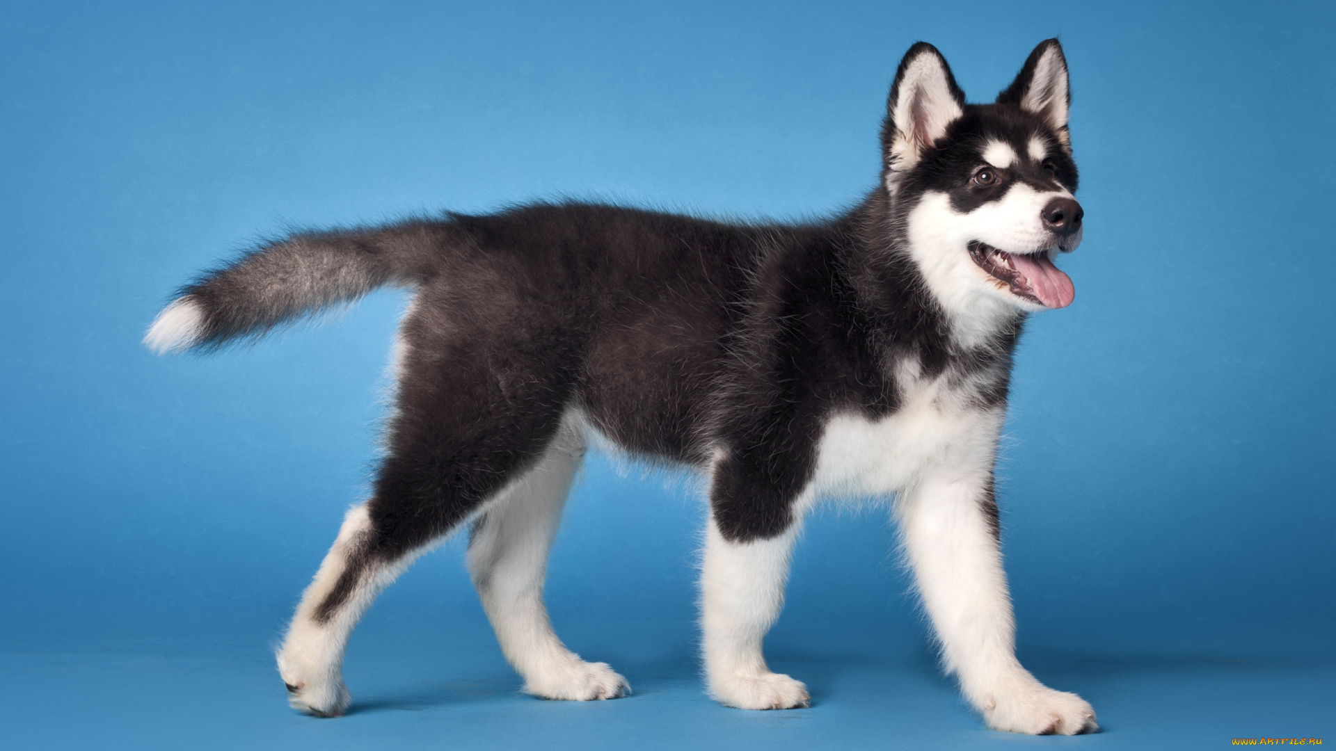 животные, собаки, щенок