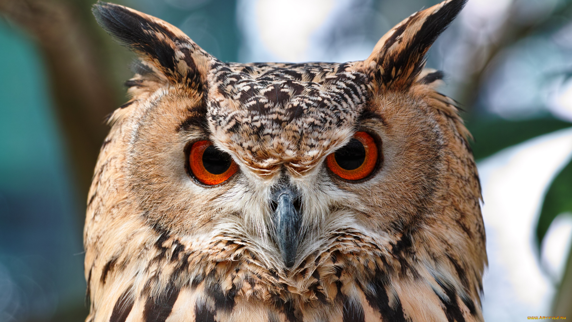 животные, совы, портрет