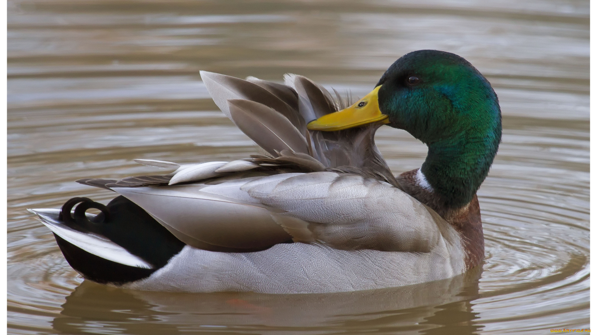 животные, утки, селезень, водоем