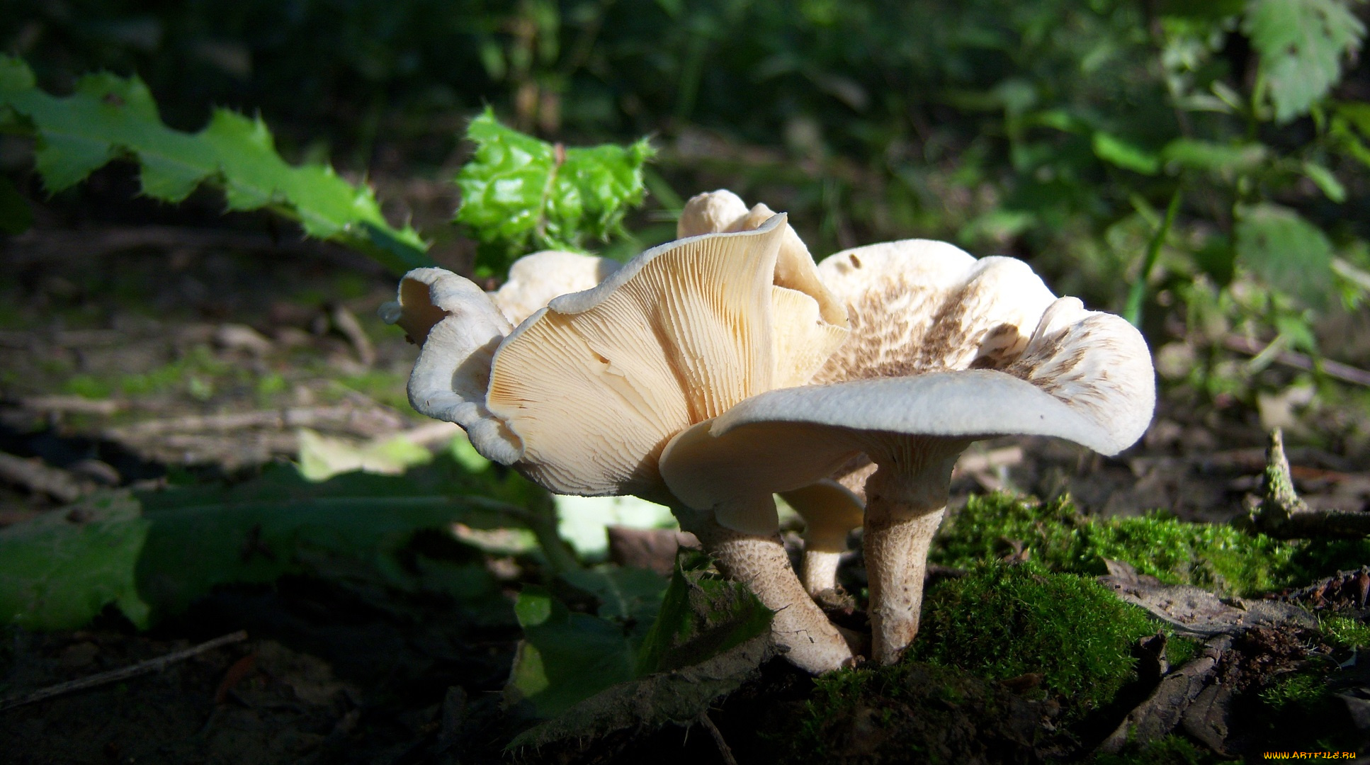 природа, грибы, бревно, пара, грибов