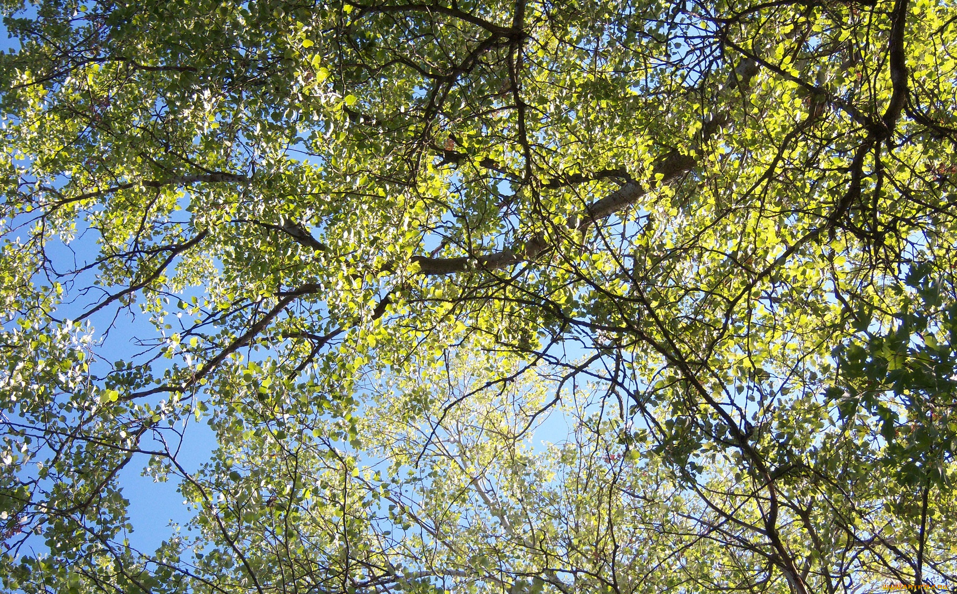 природа, деревья, листья, ветви