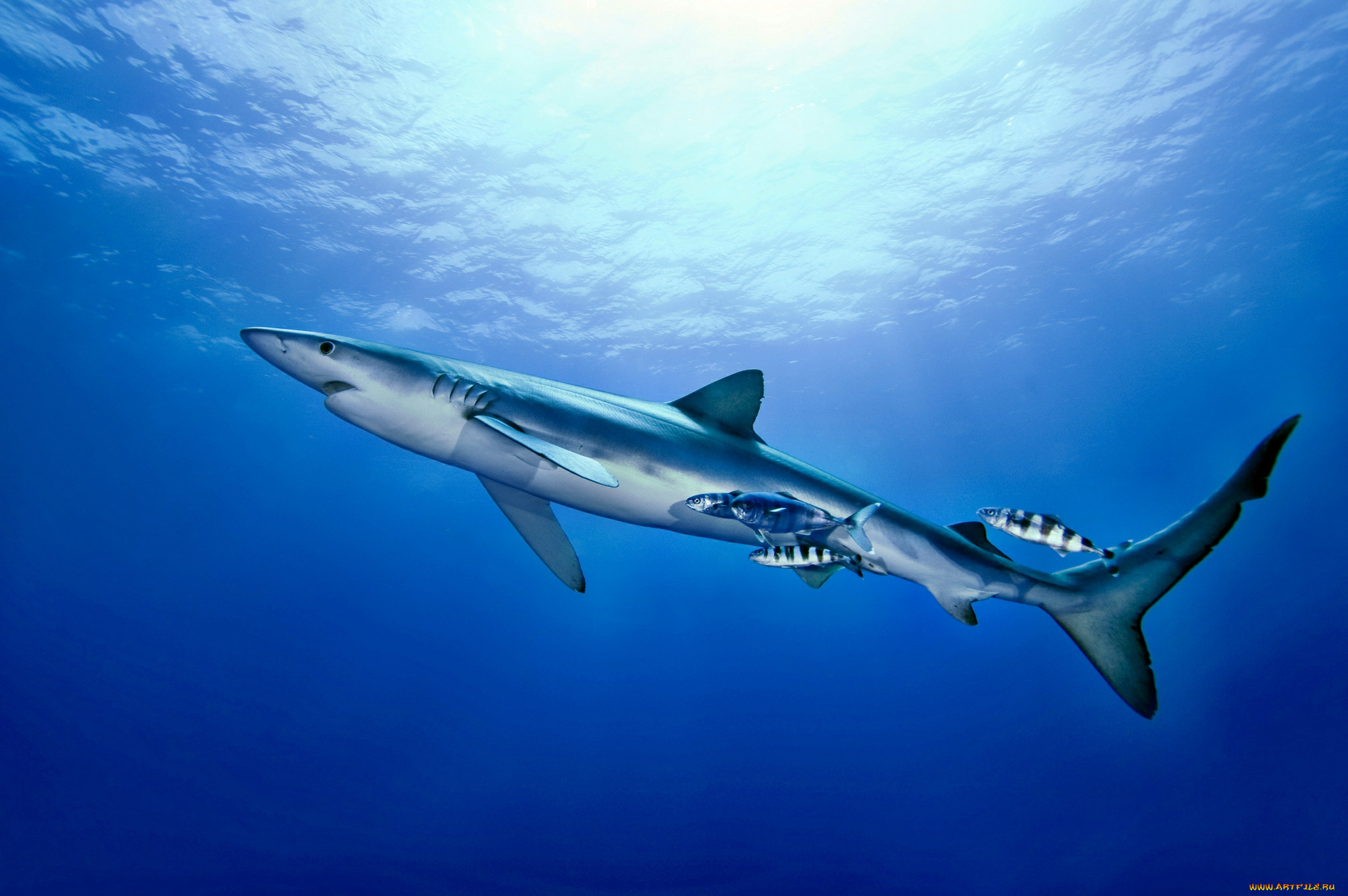 животные, акулы, акула, глубина, океан
