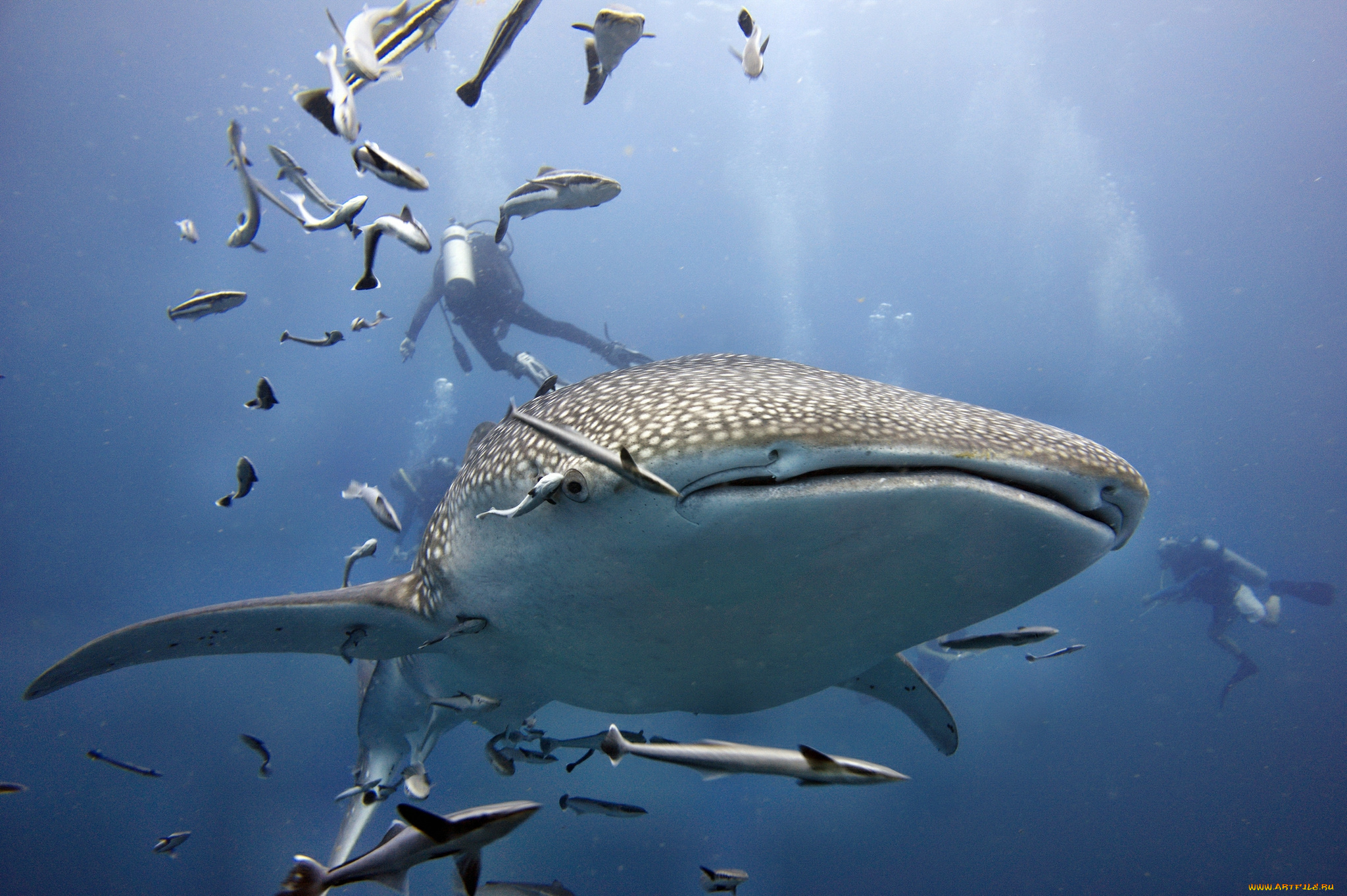 животные, акулы, океан, глубина, акула