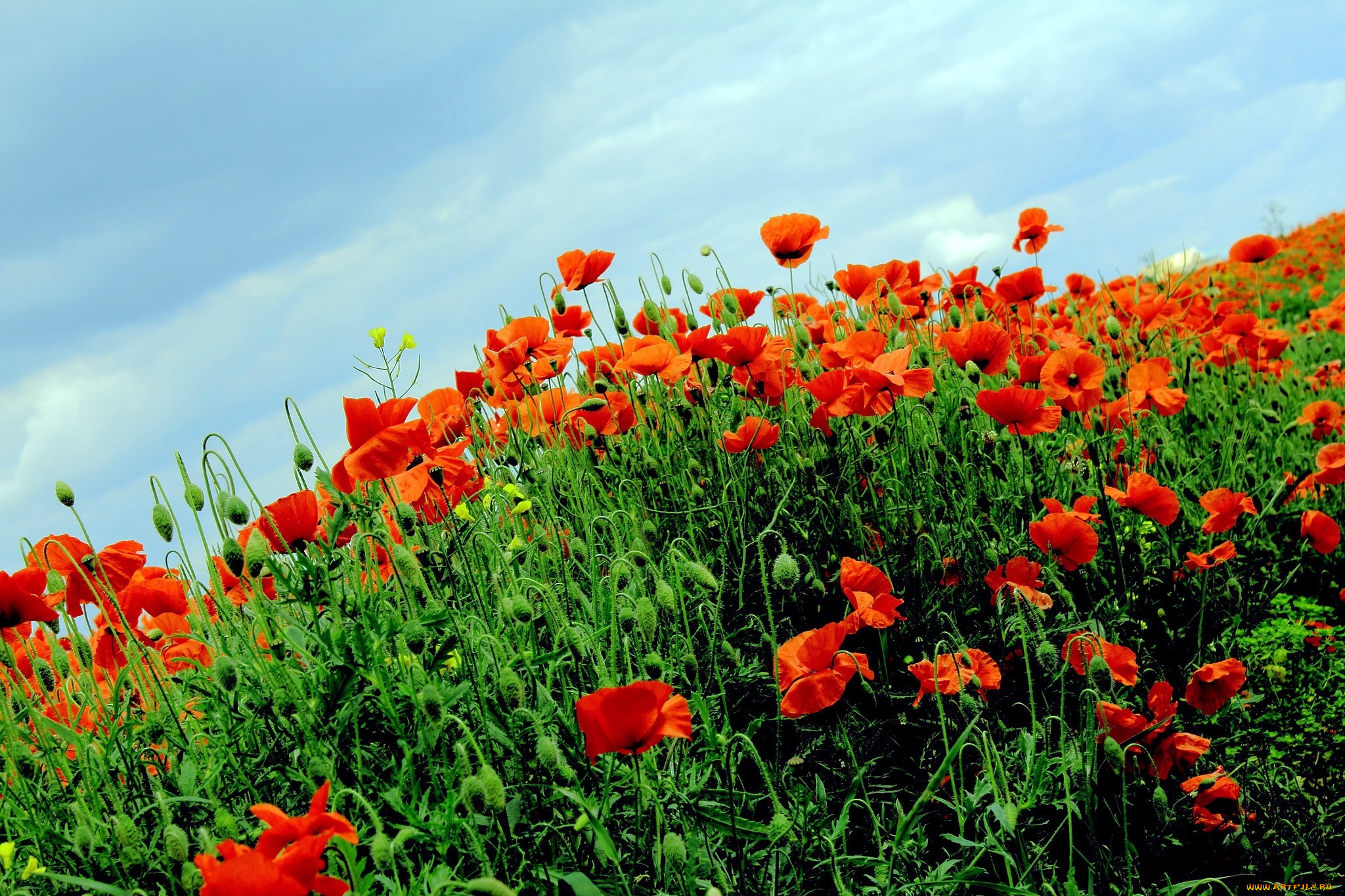 цветы, маки, красный