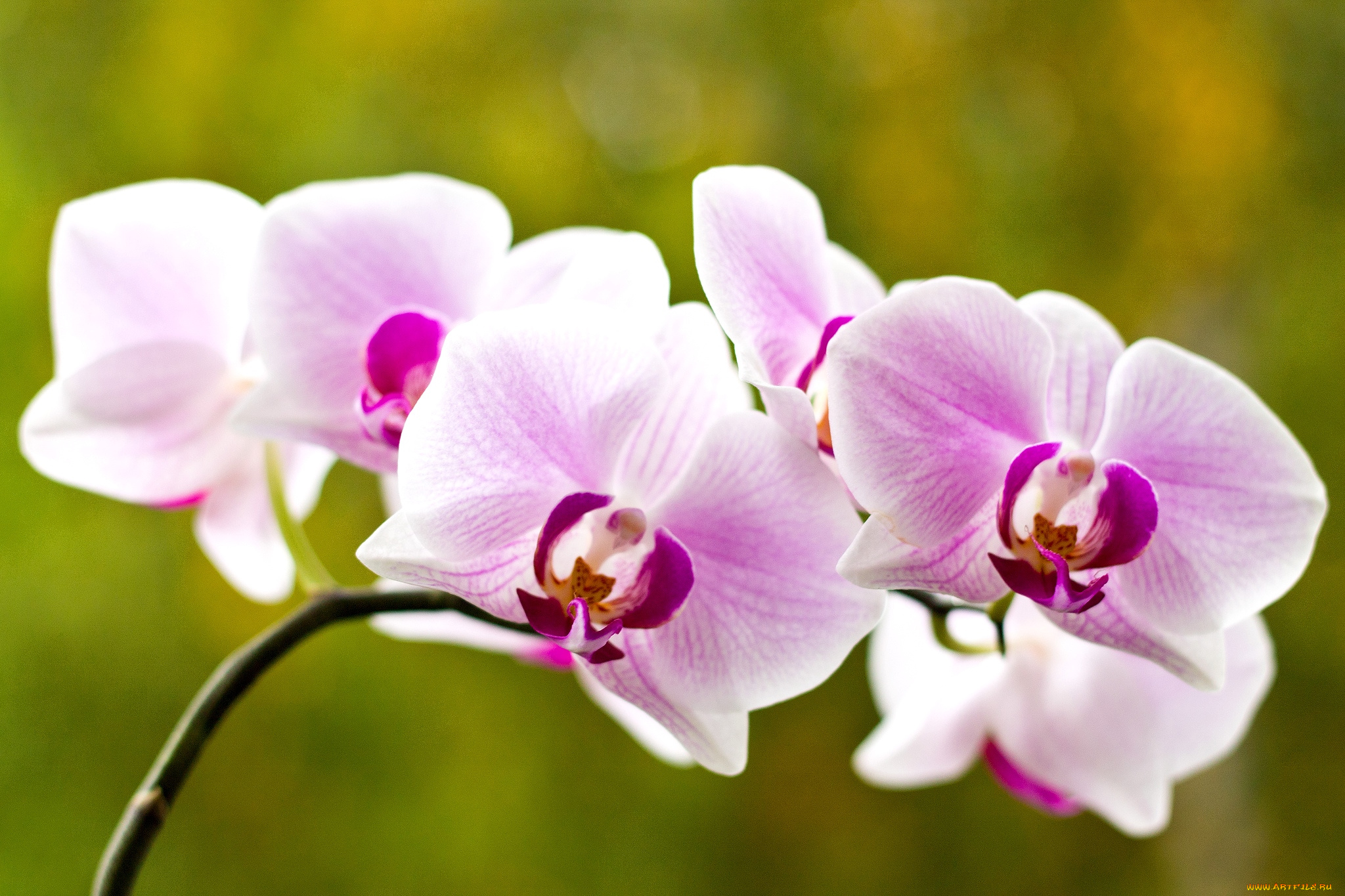 цветы, орхидеи, розовый