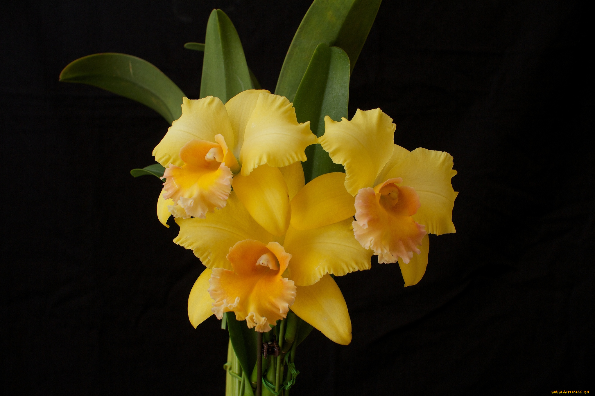 цветы, орхидеи, желтый