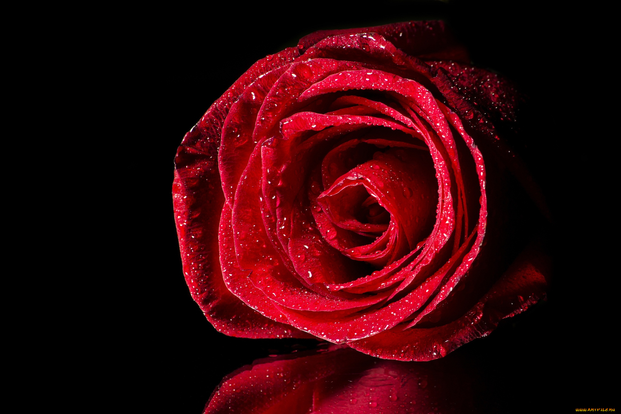 цветы, розы, макро