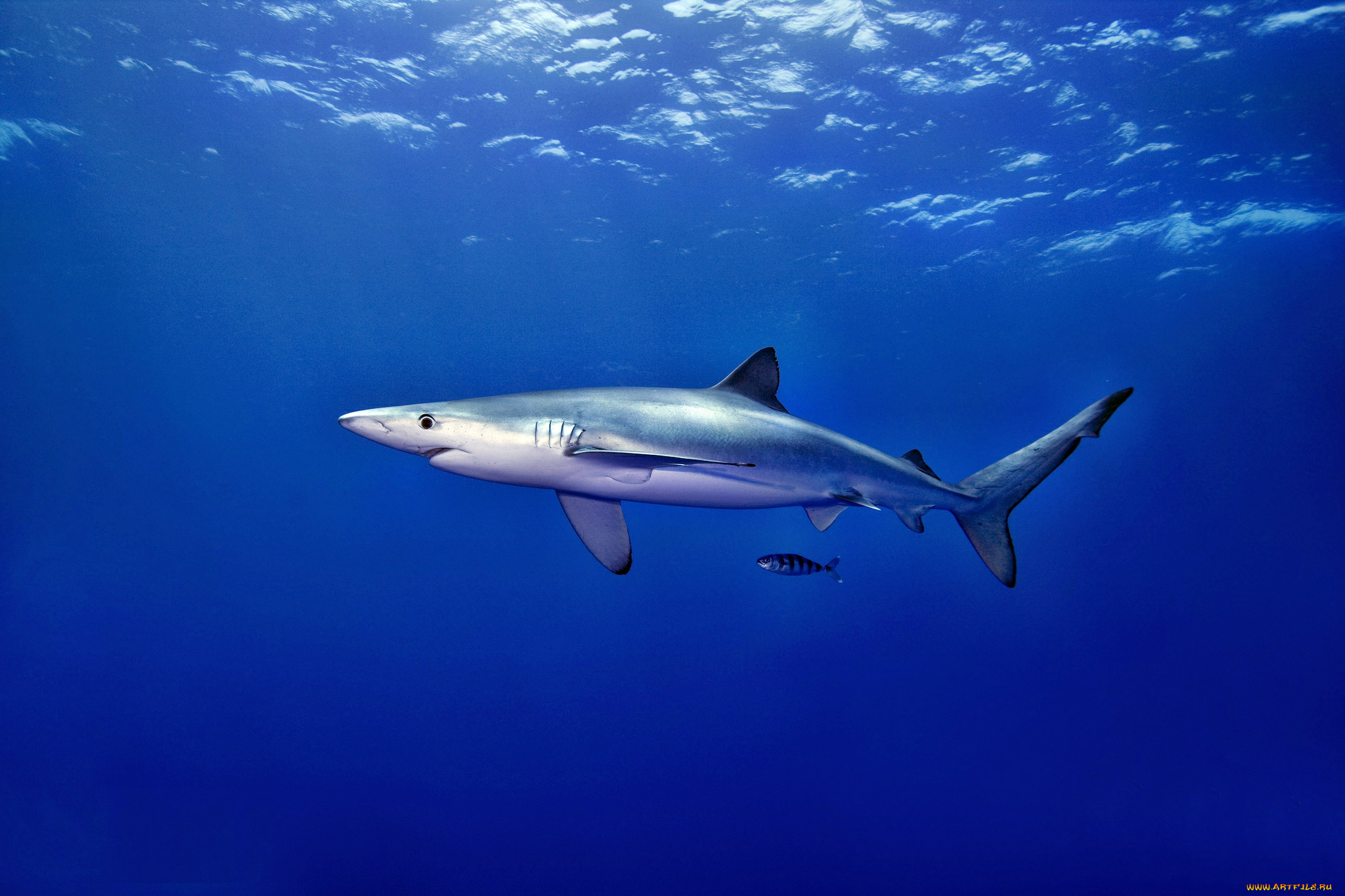 животные, акулы, акула, глубина, океан