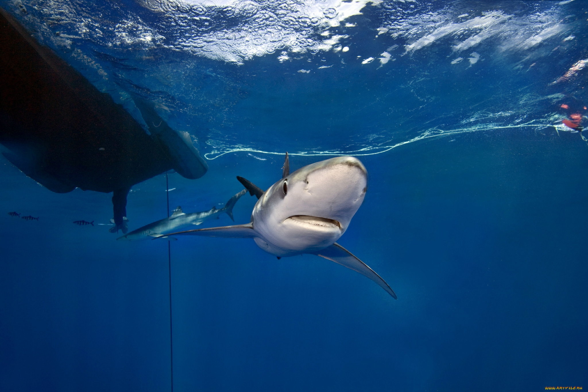 животные, акулы, глубина, акула, океан