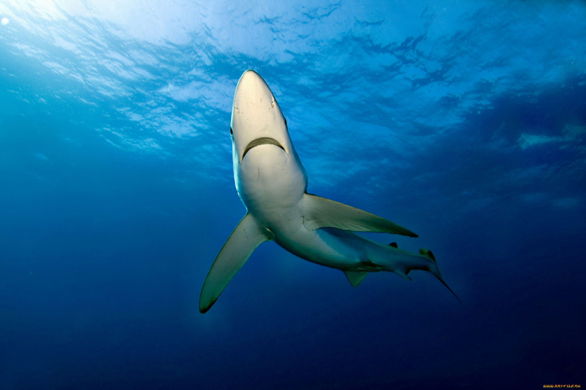 животные, акулы, океан, глубина, акула