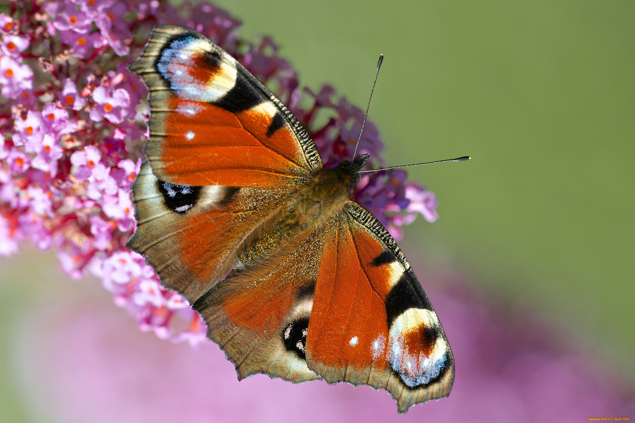 животные, бабочки, цветок, бабочка