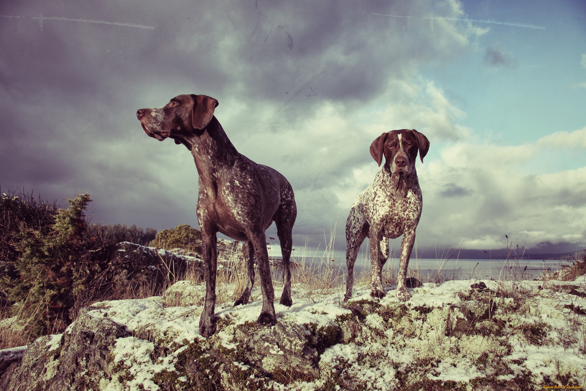 животные, собаки, две