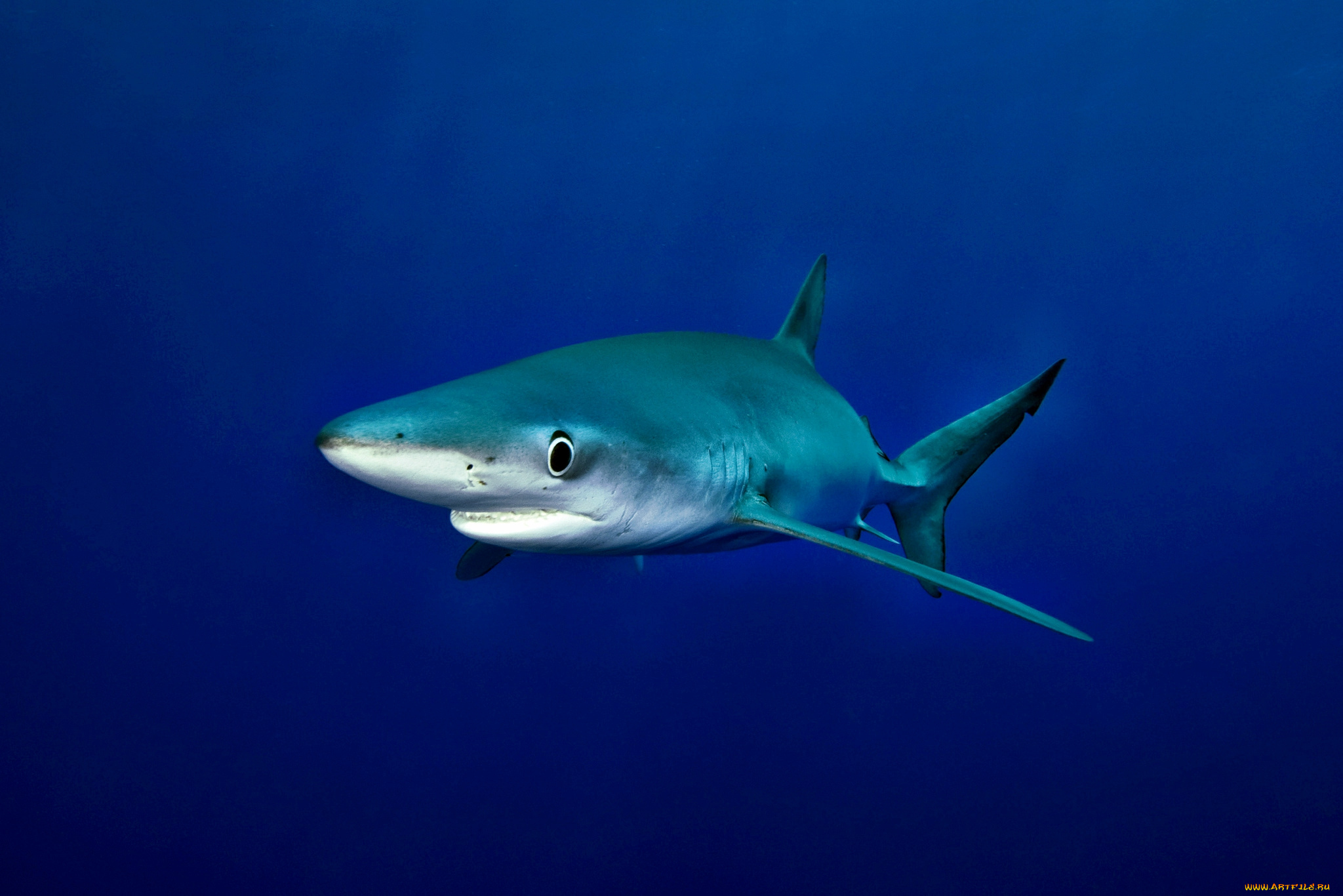 животные, акулы, акула, глубина, океан