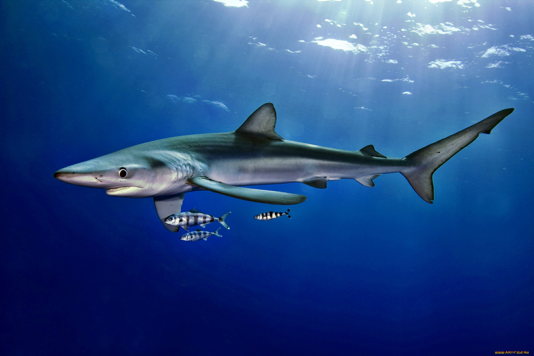животные, акулы, океан, акула, глубина