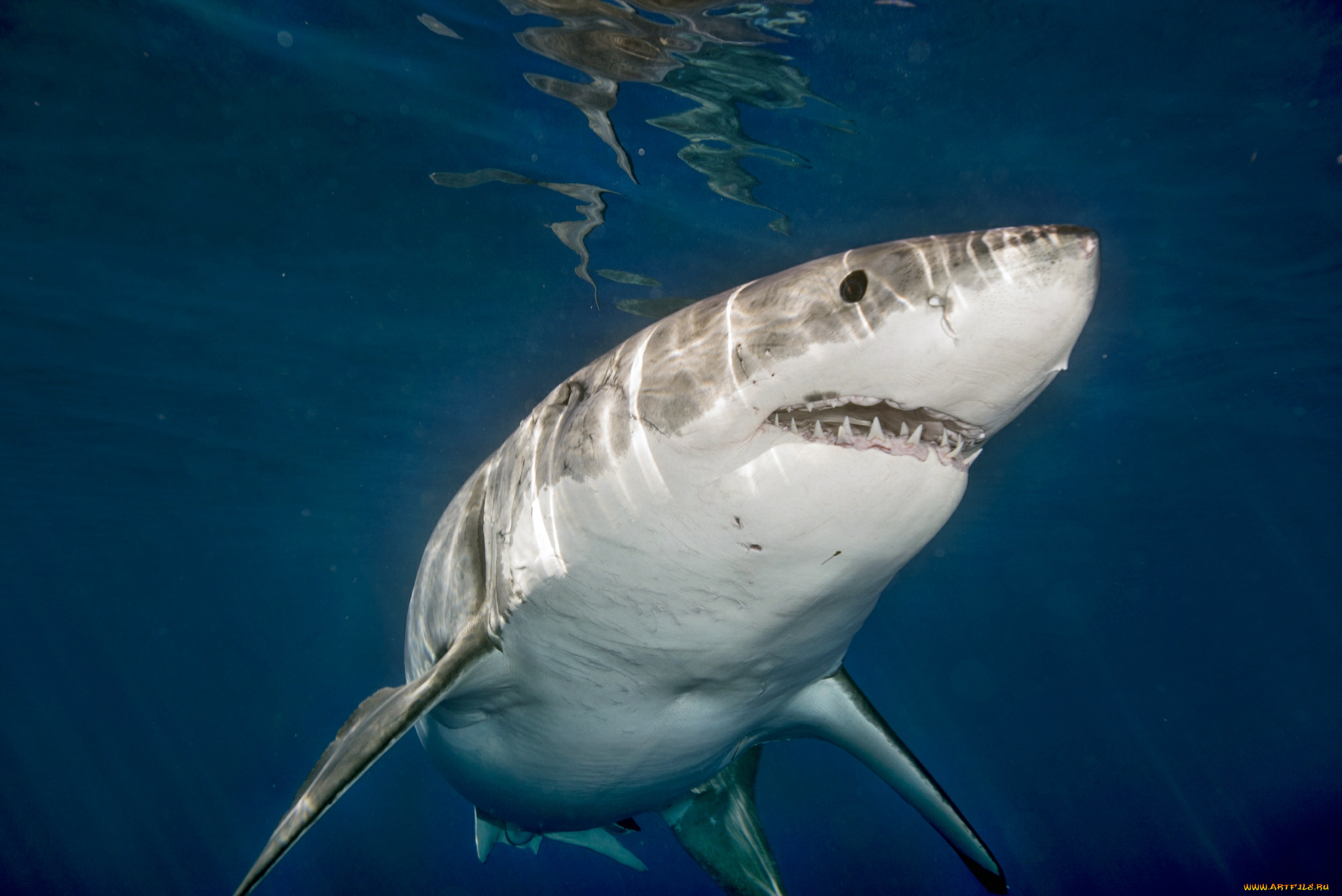 животные, акулы, океан, глубина, акула