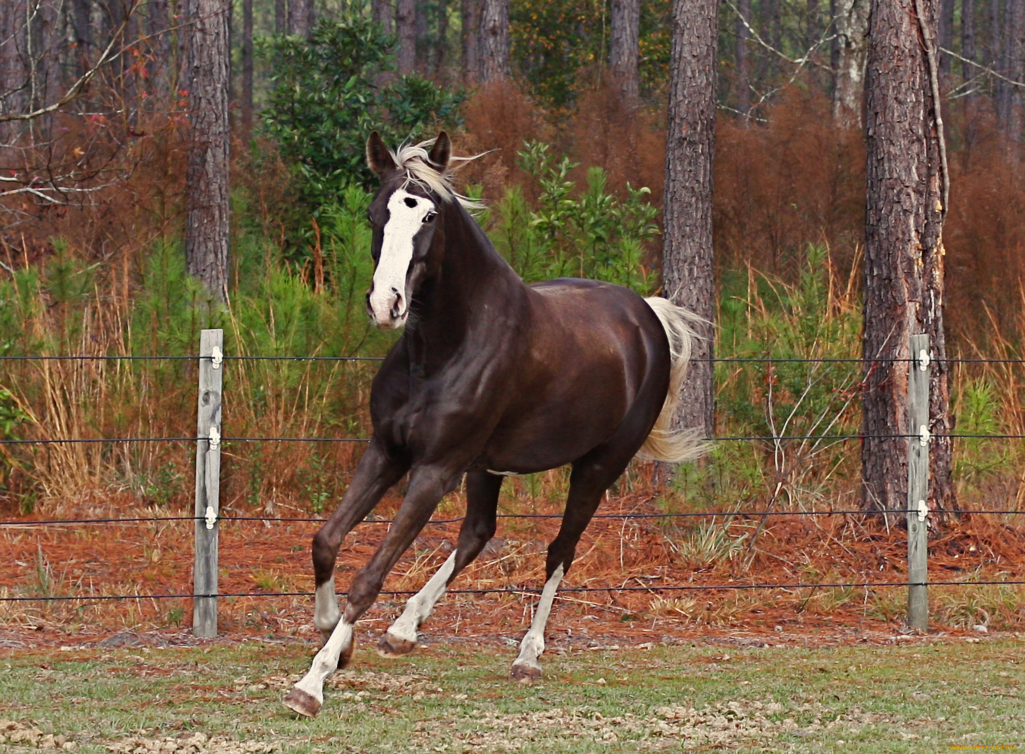 животные, лошади, вольер, лошадь