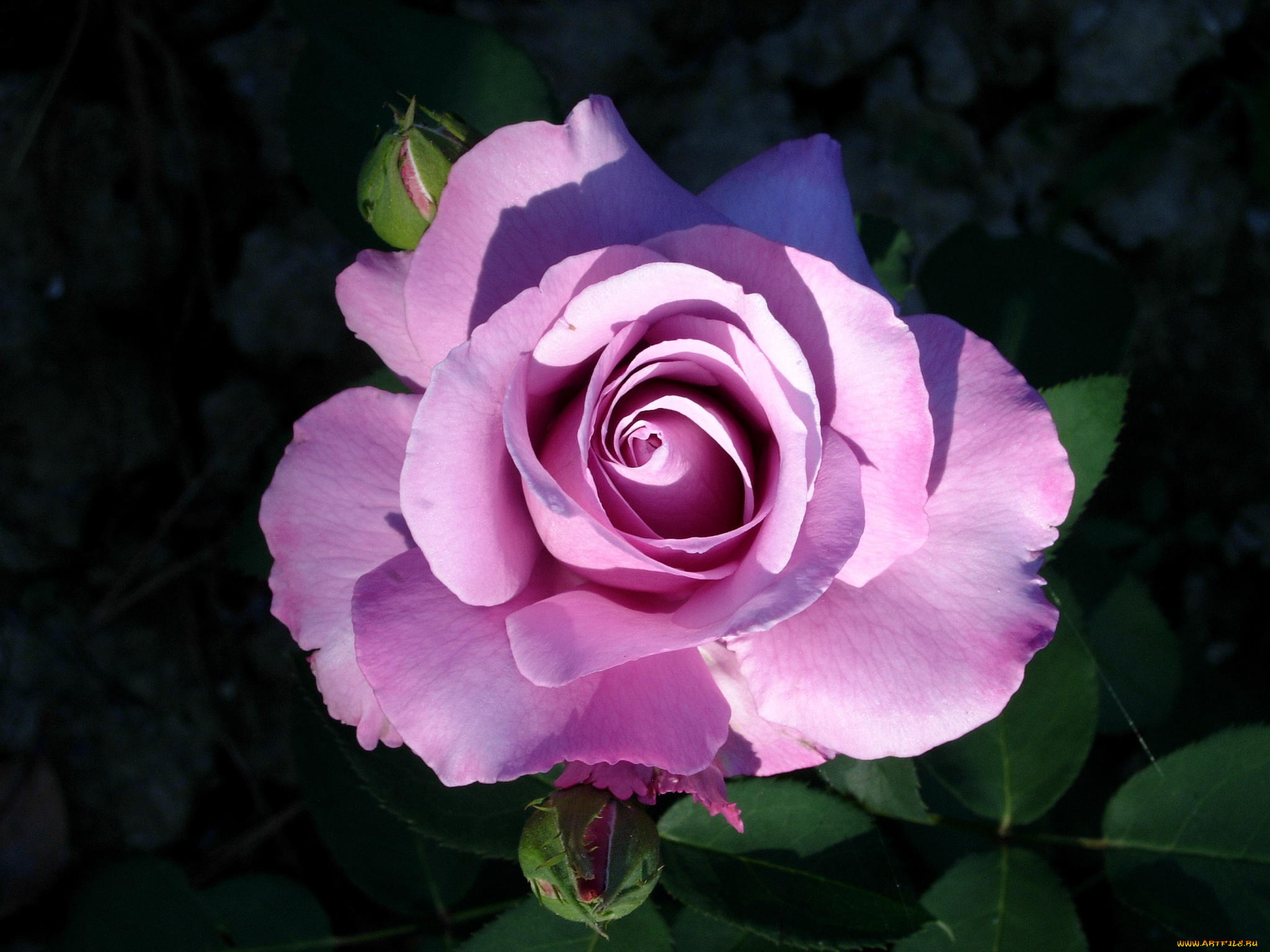 цветы, розы, розовый