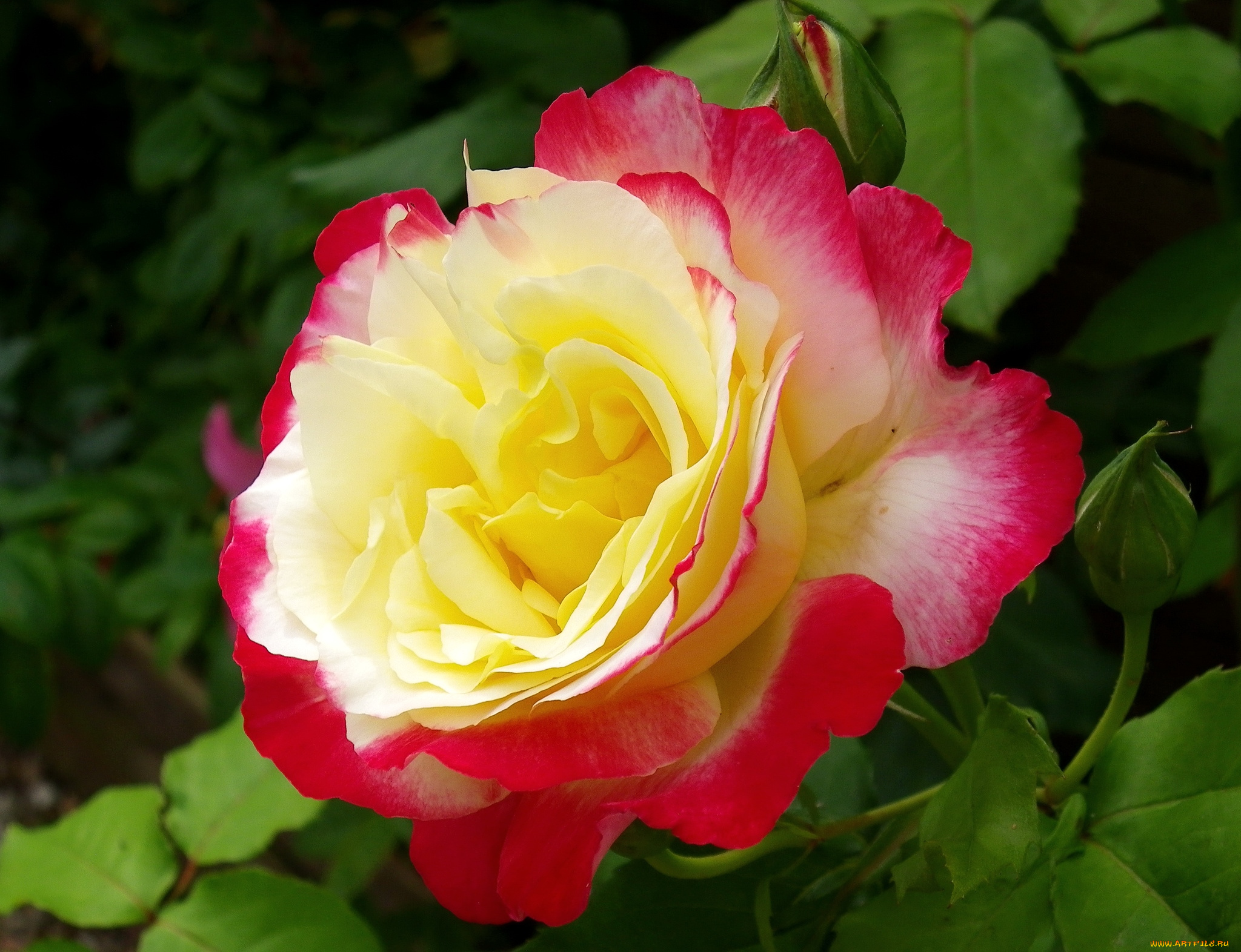 цветы, розы, макро