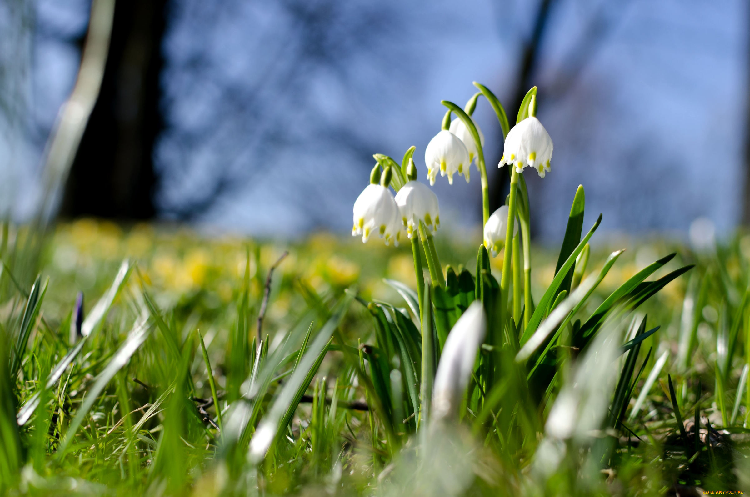 цветы, подснежники, , белоцветник, белоцветник