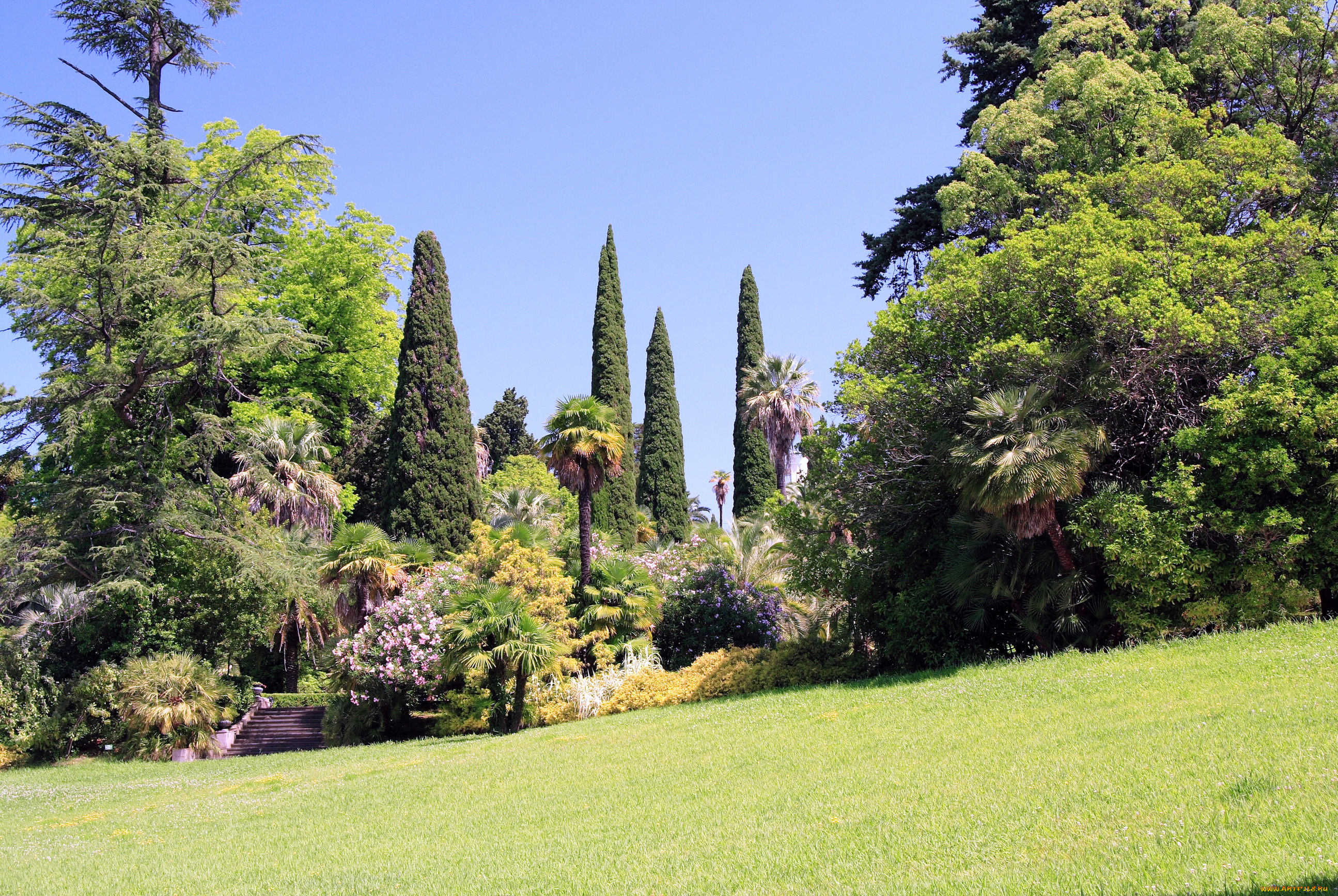 природа, парк, трава, деревья, пальмы, дендрарий