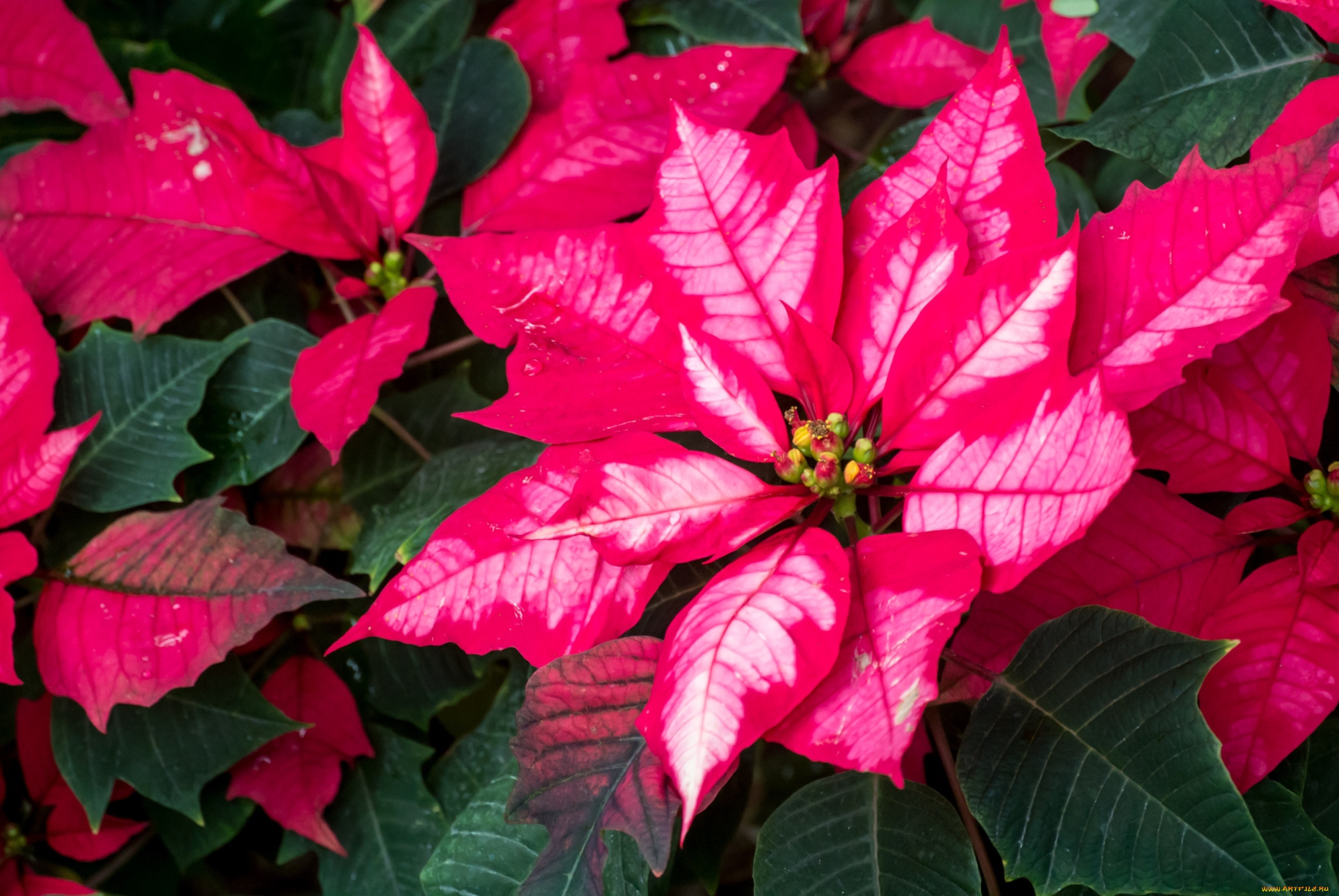 цветы, пуансеттия, листья